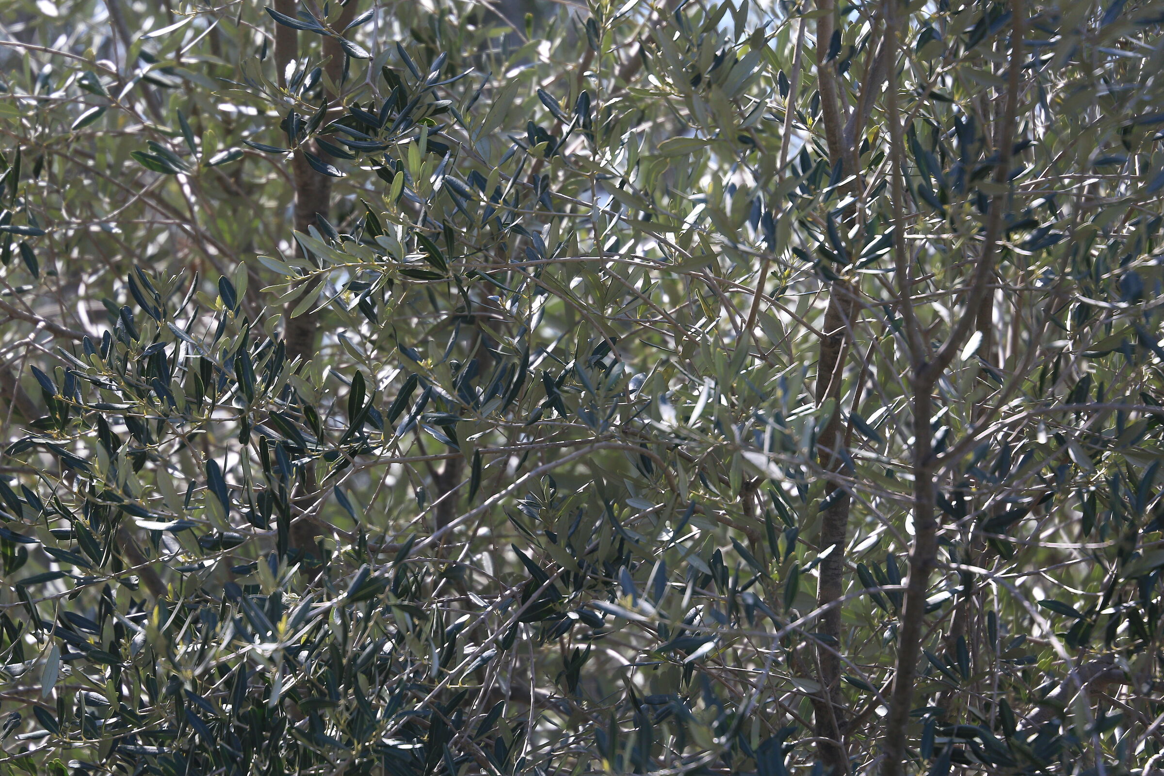 A 200 / Canon 6D- DO 70-300 IS USM