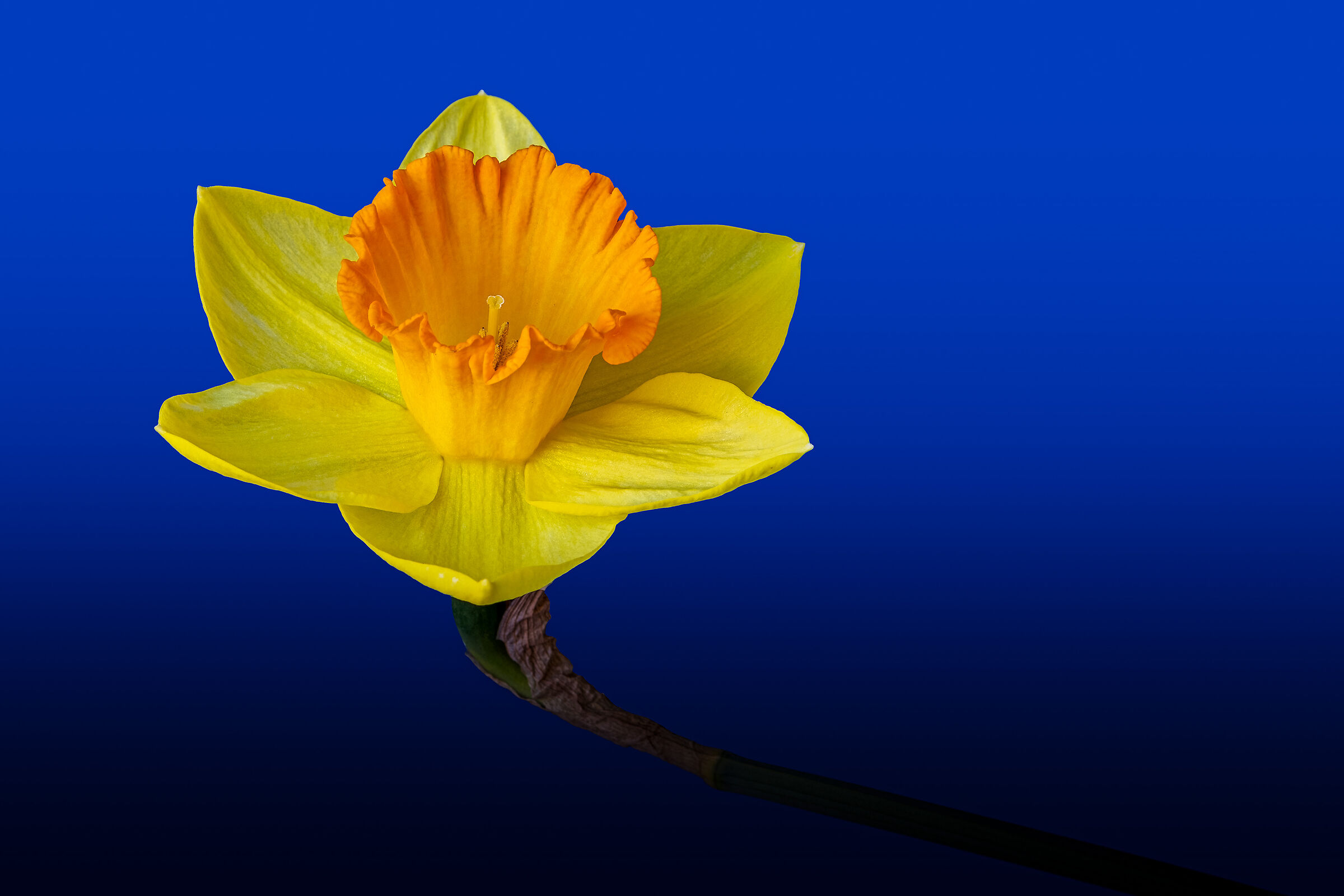 Narciso, il fiore della Bellezza e dei campi Elisi