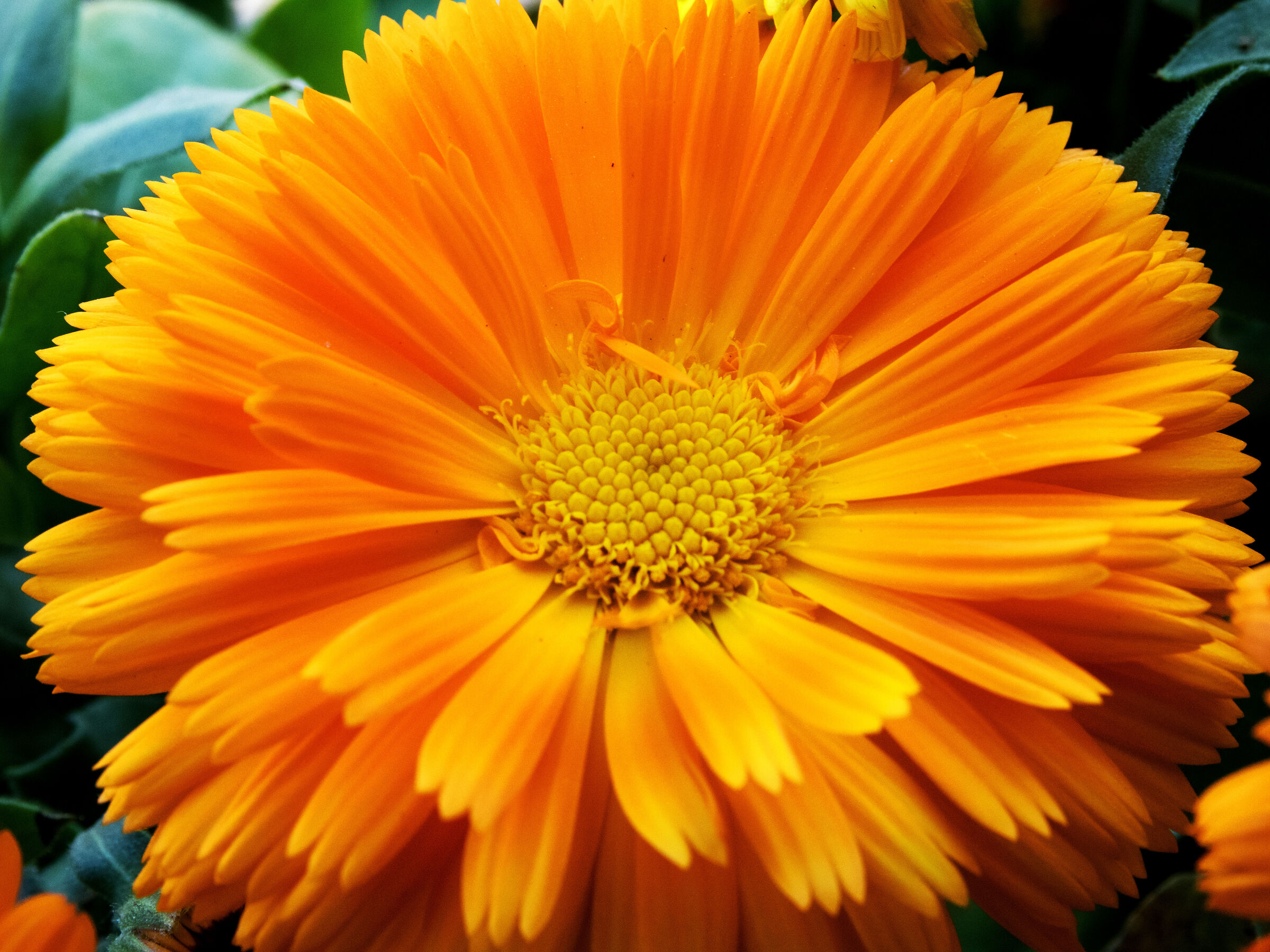 Secondo giorno di primavera (sul balcone)