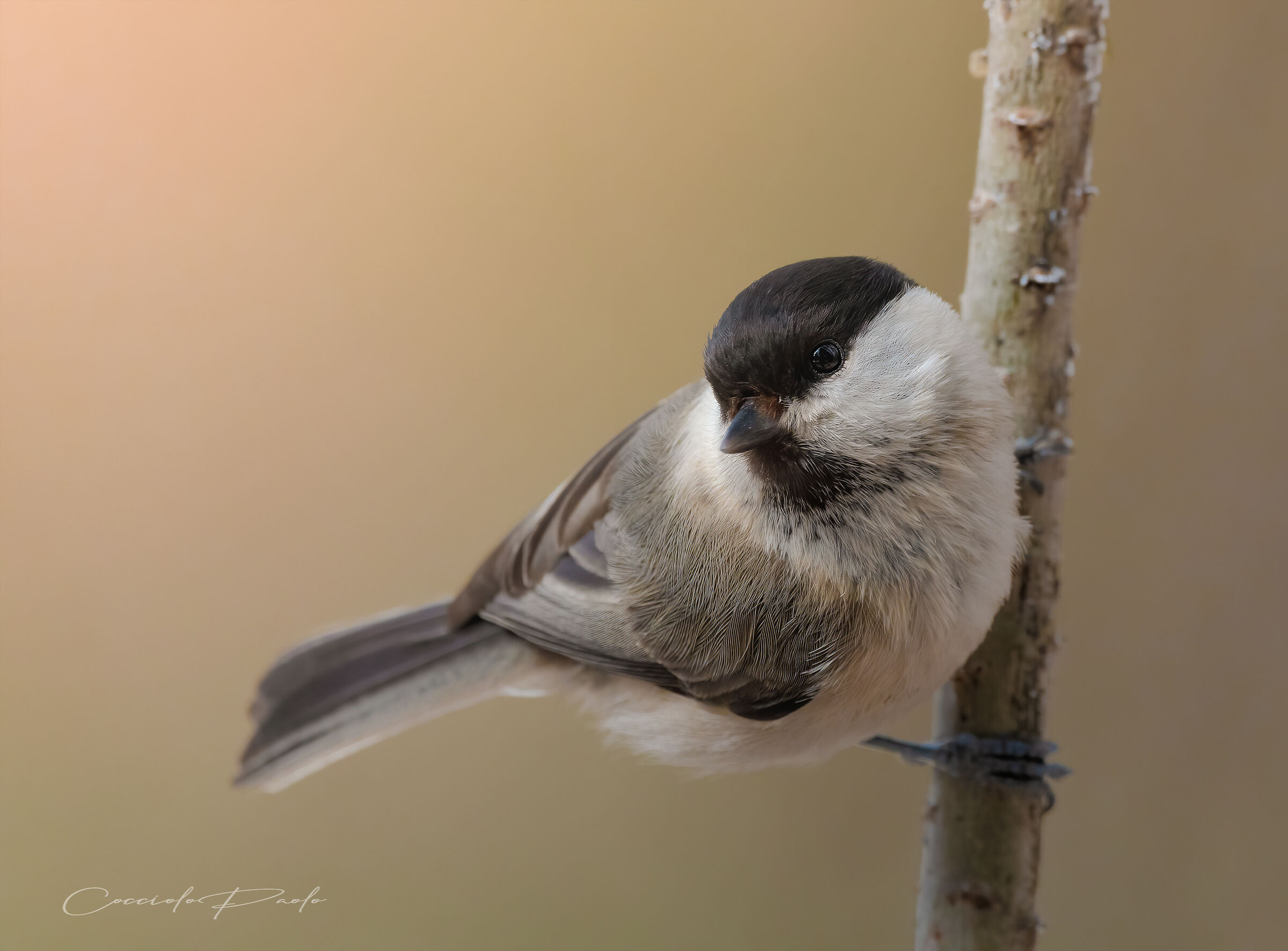 Cincia Bigia Alpestre
