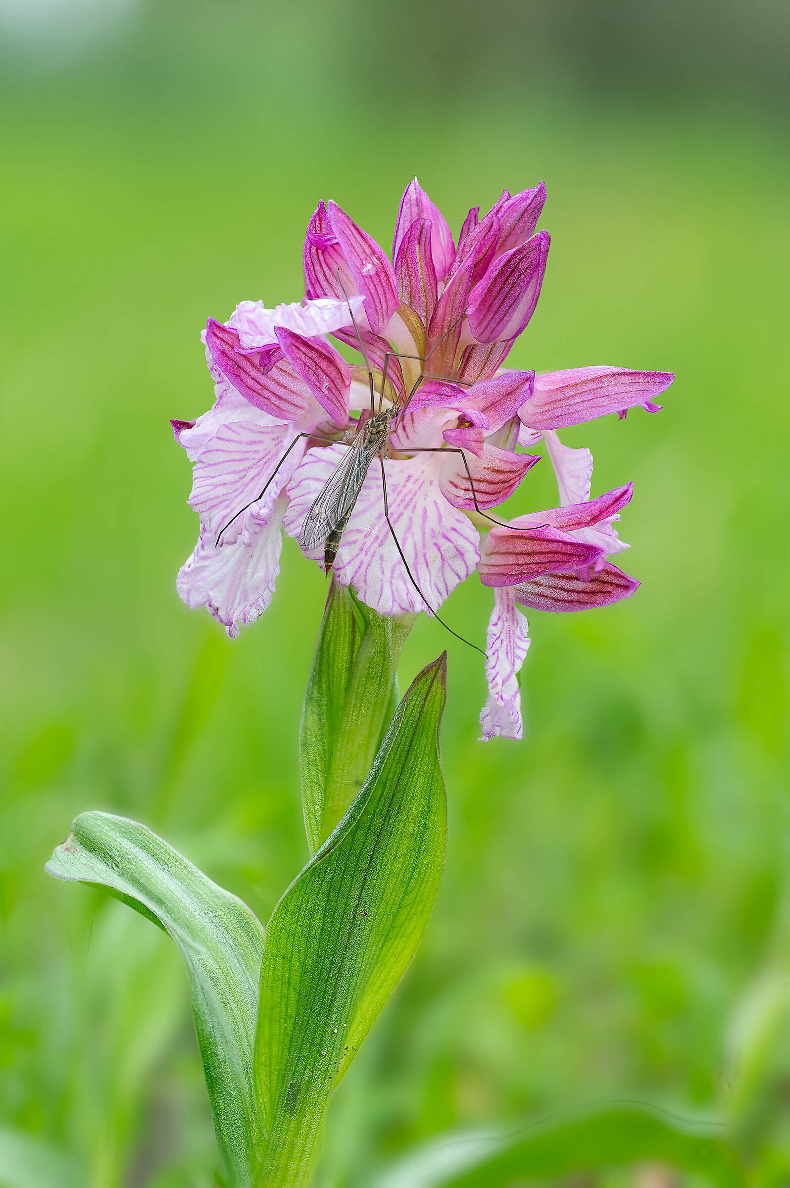 Papilionacea with host