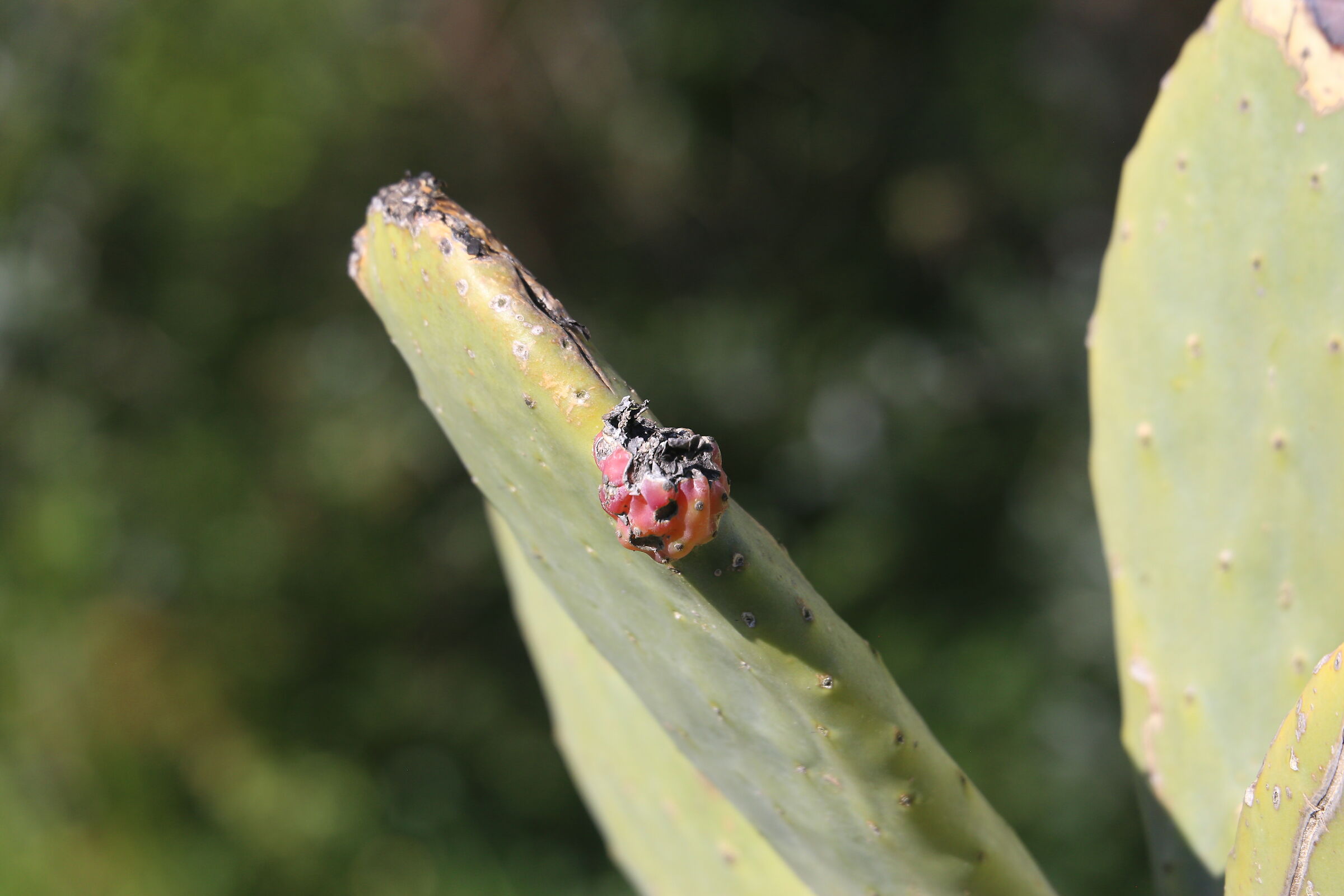 A 200 / Canon 6D- DO 70-300 IS USM