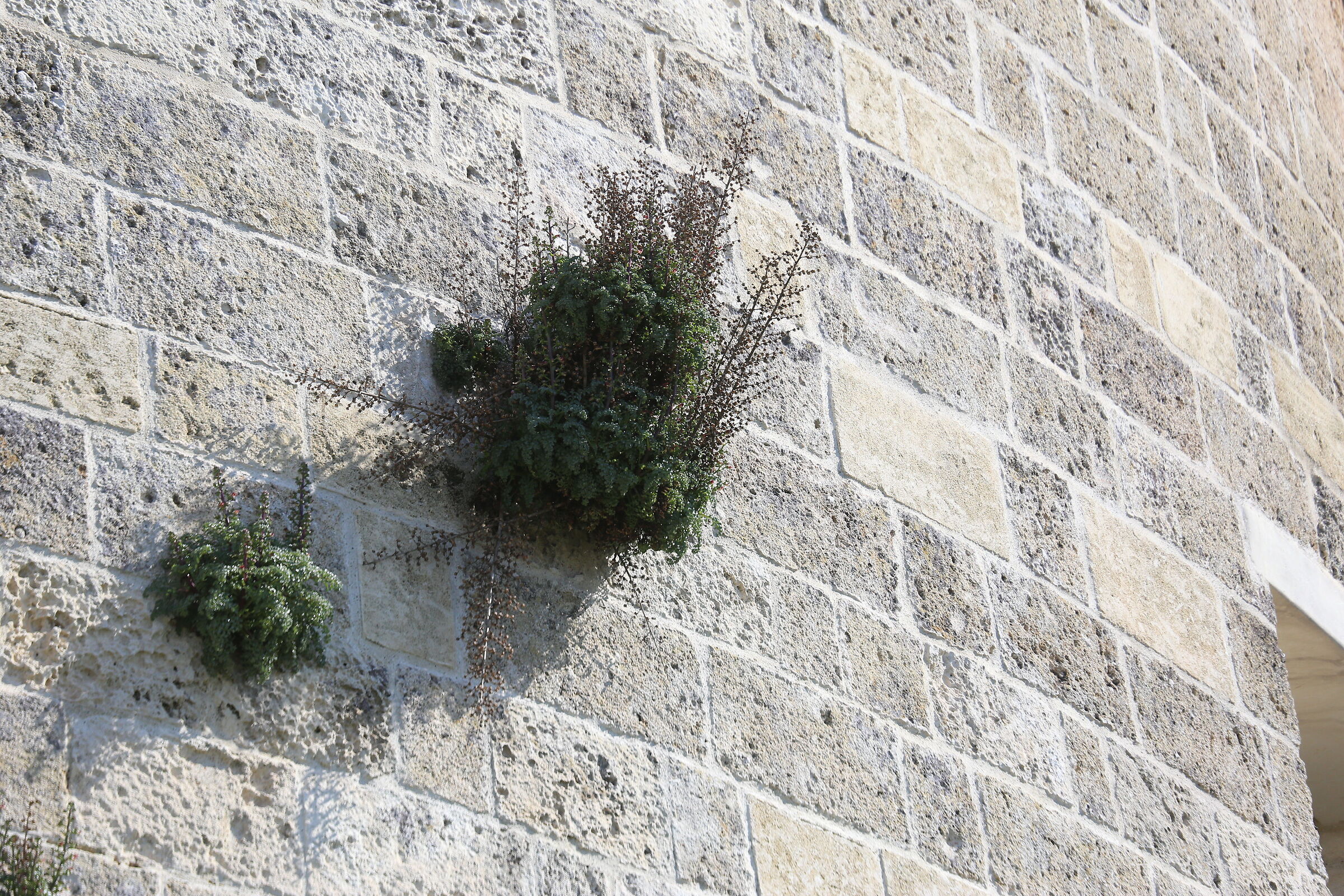 A 200 / Canon 6D- DO 70-300 IS USM