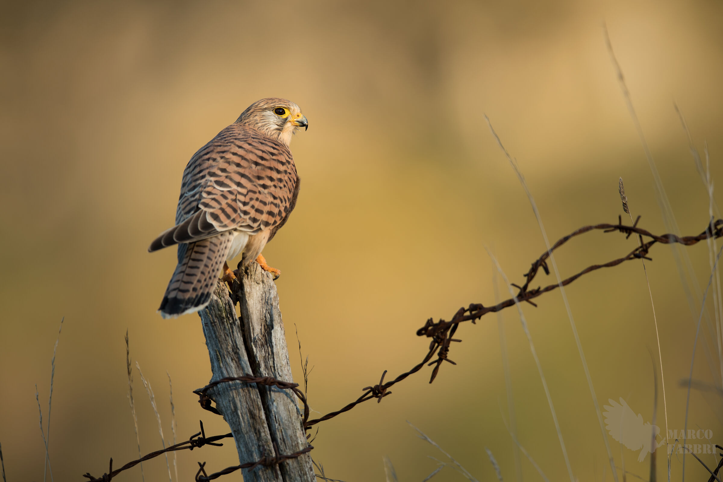 Kestrel