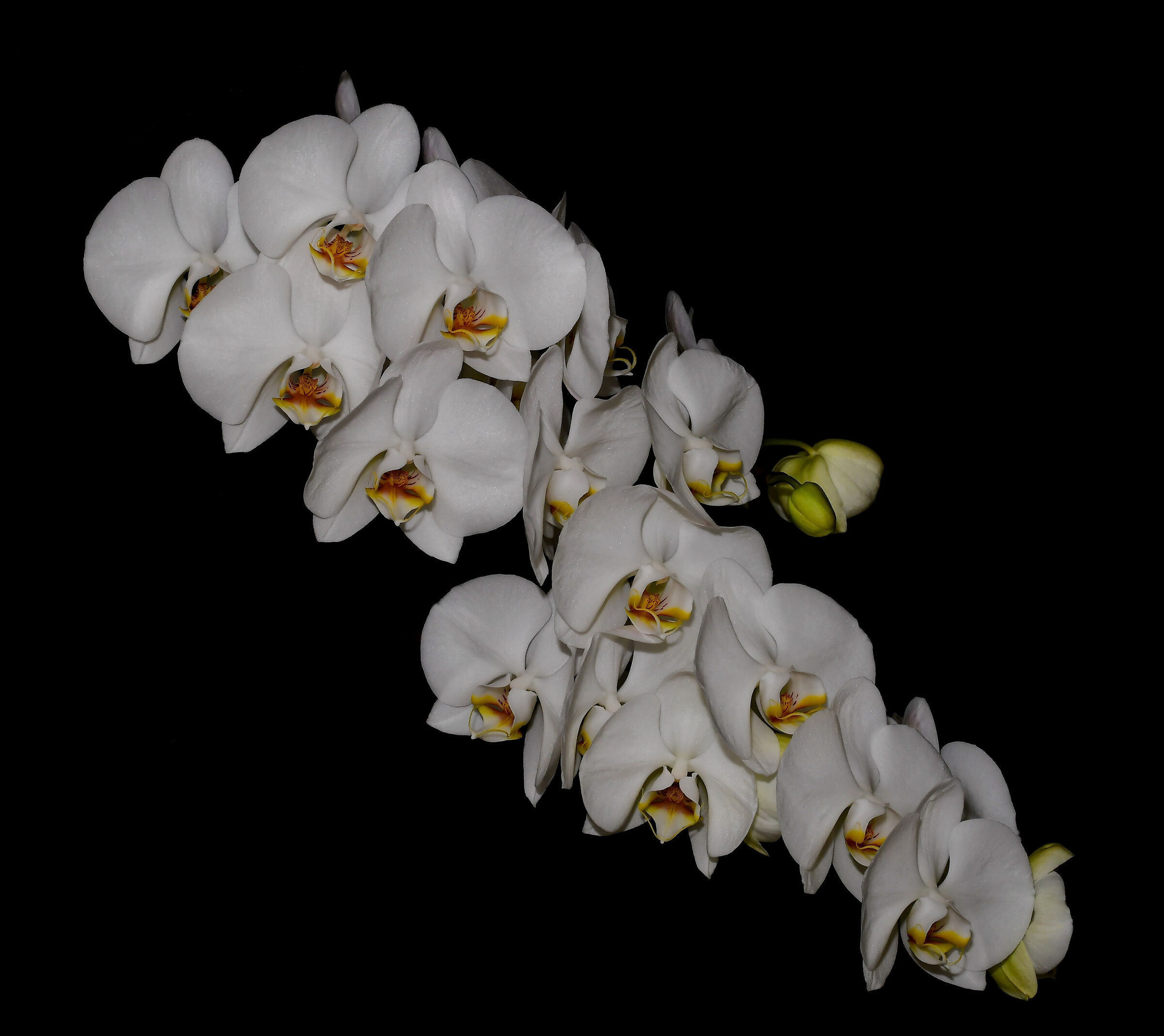 White orchid 2