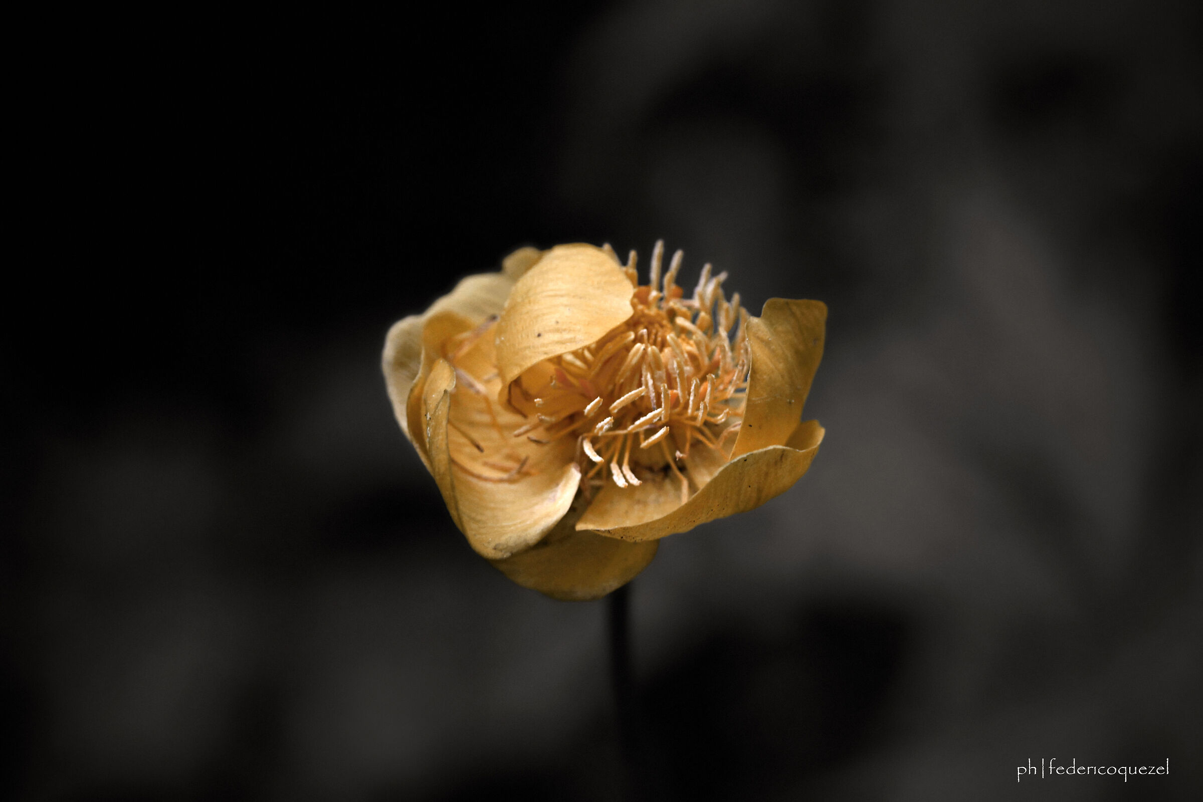Trollius