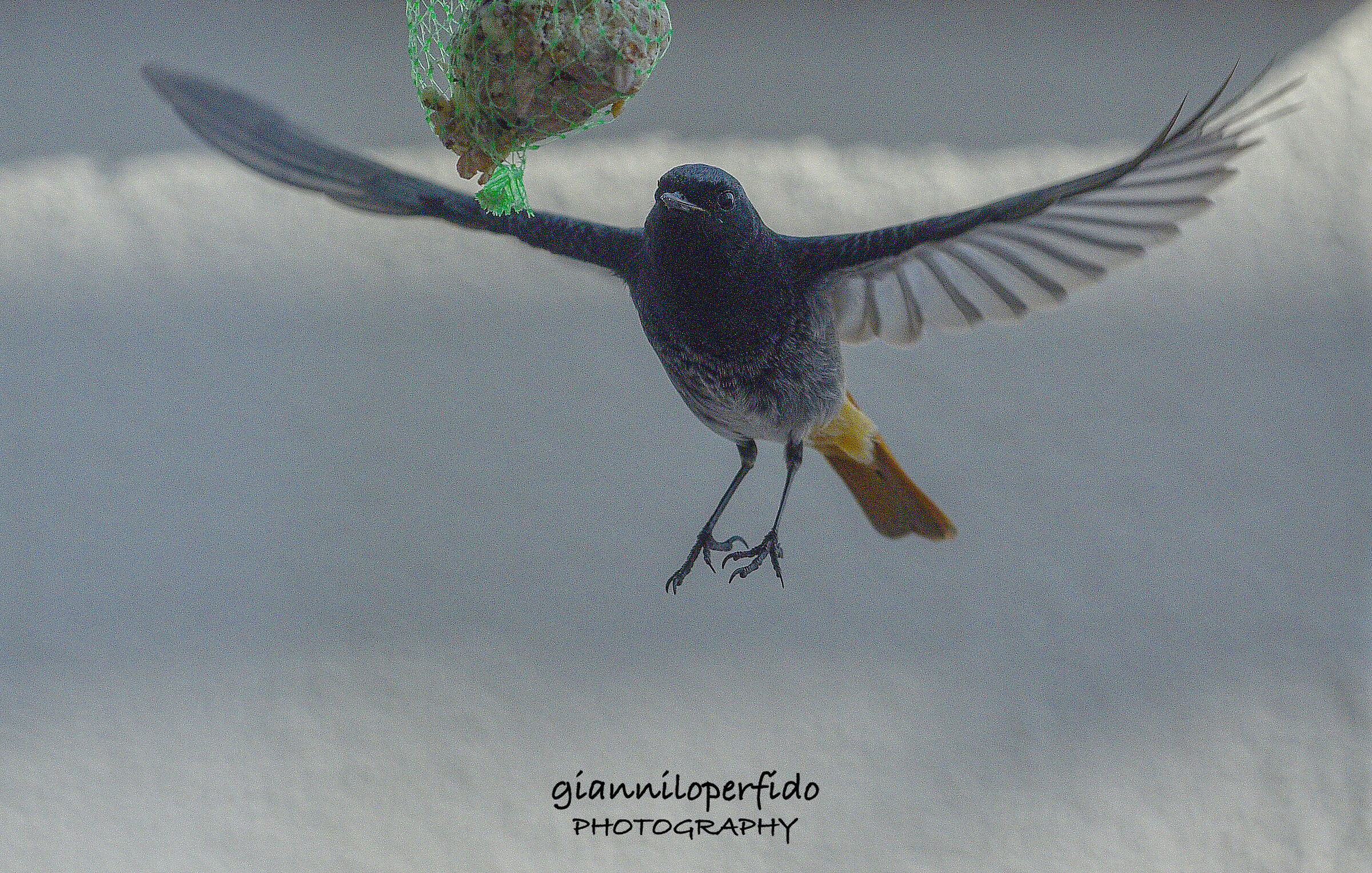 codirosso spazzacamino