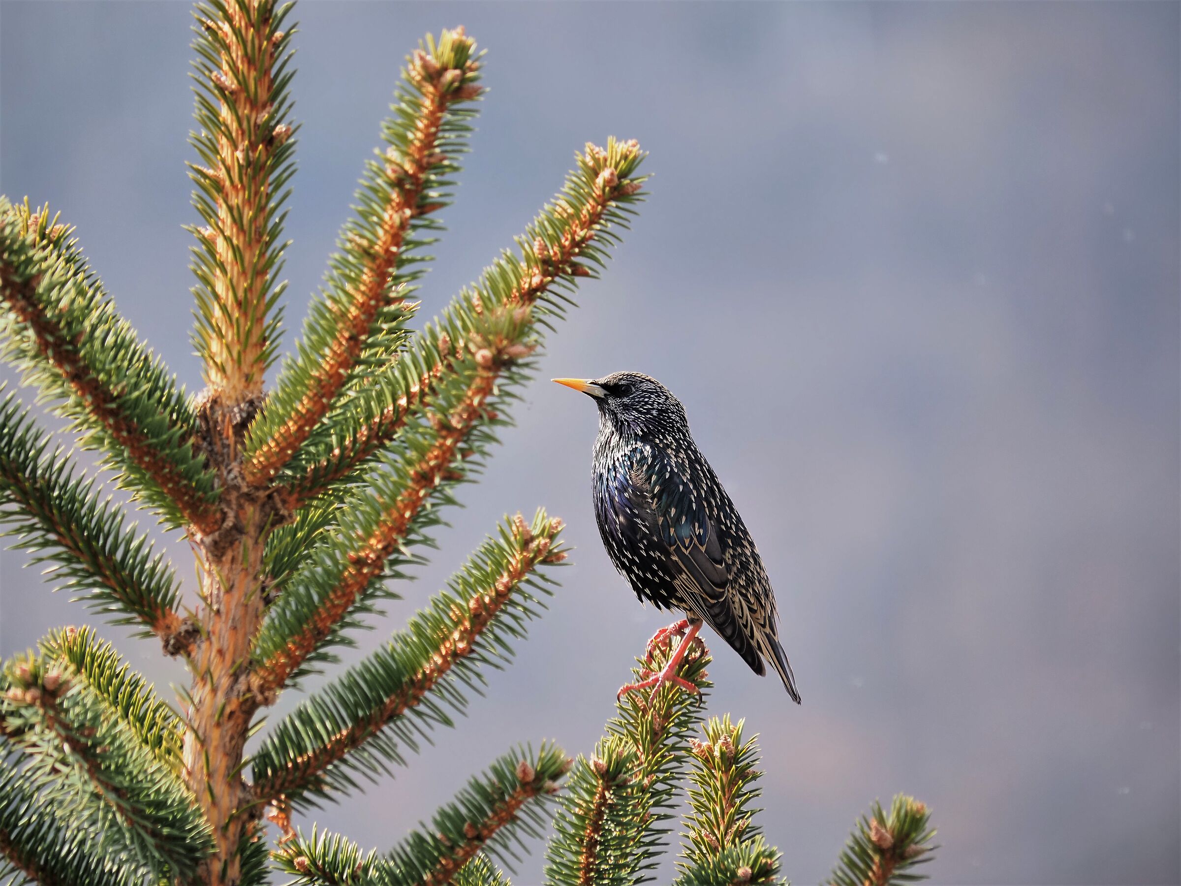 starling.... through glass
