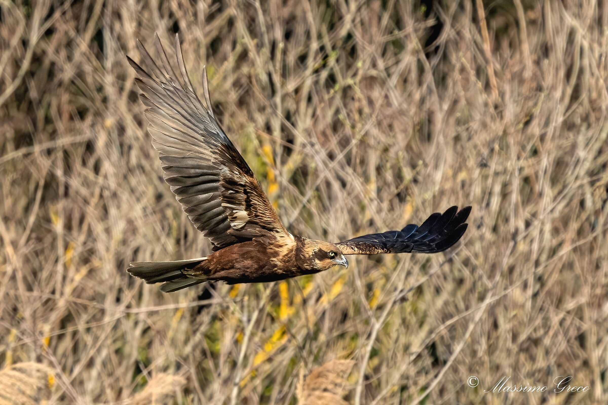 Falco di palude (Circus aeruginosus)