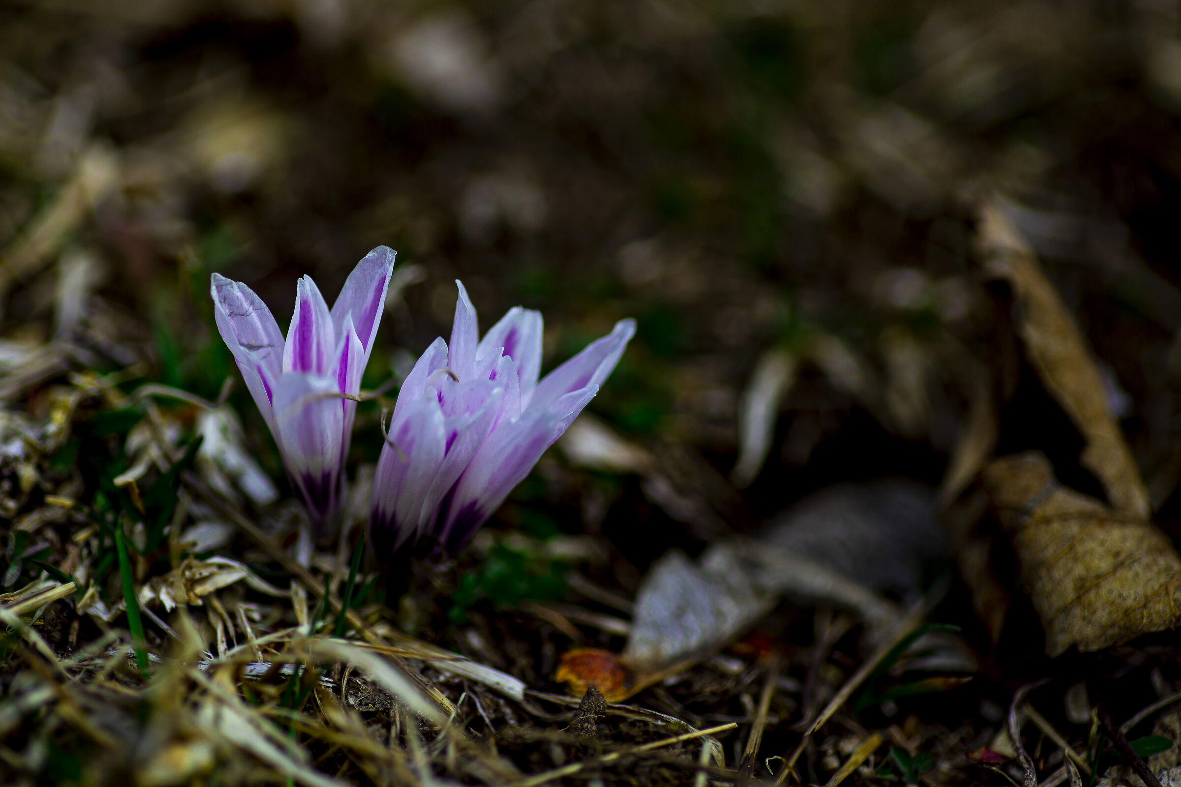 Crocus