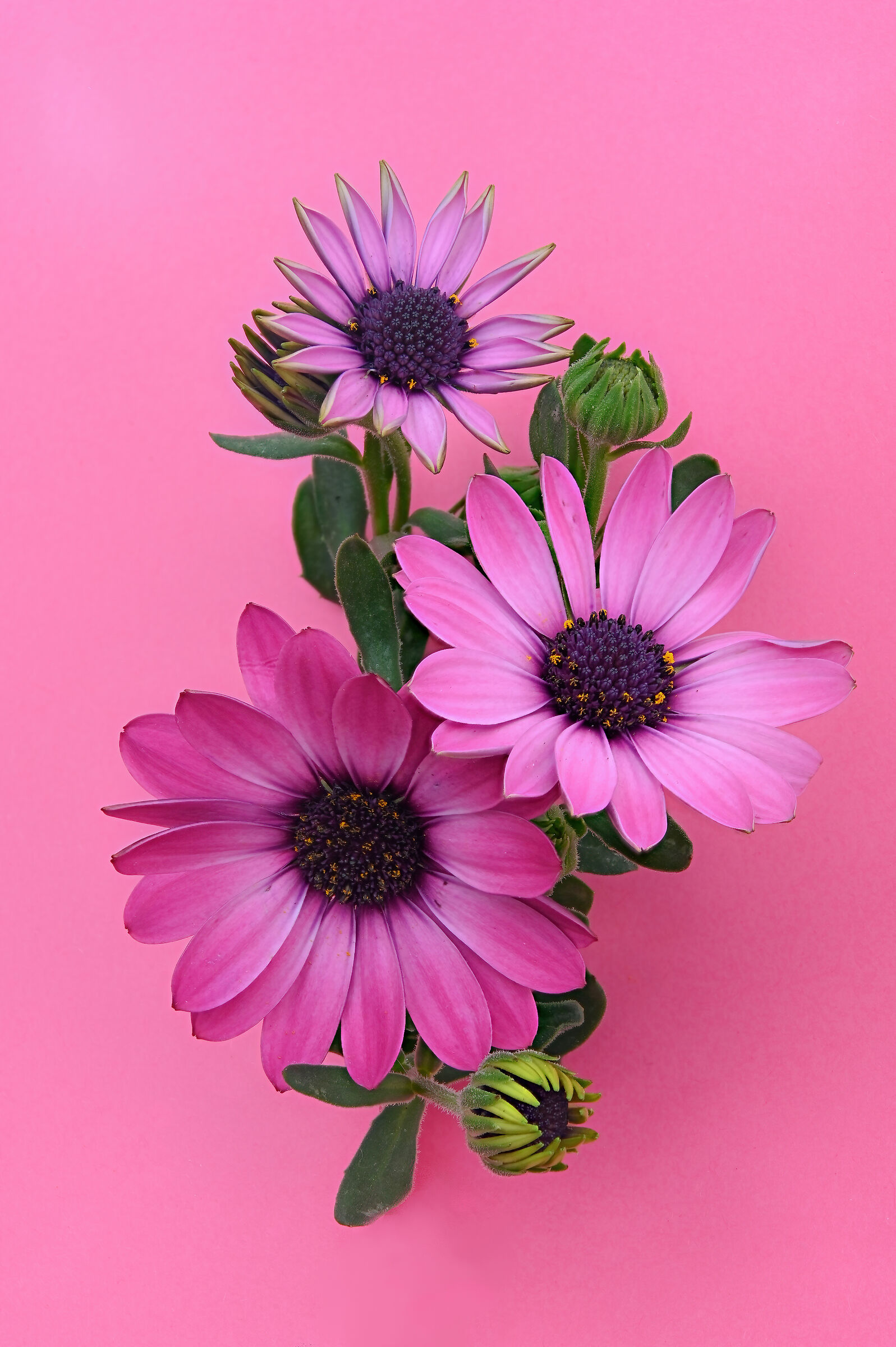 Osteospermum ecklonis