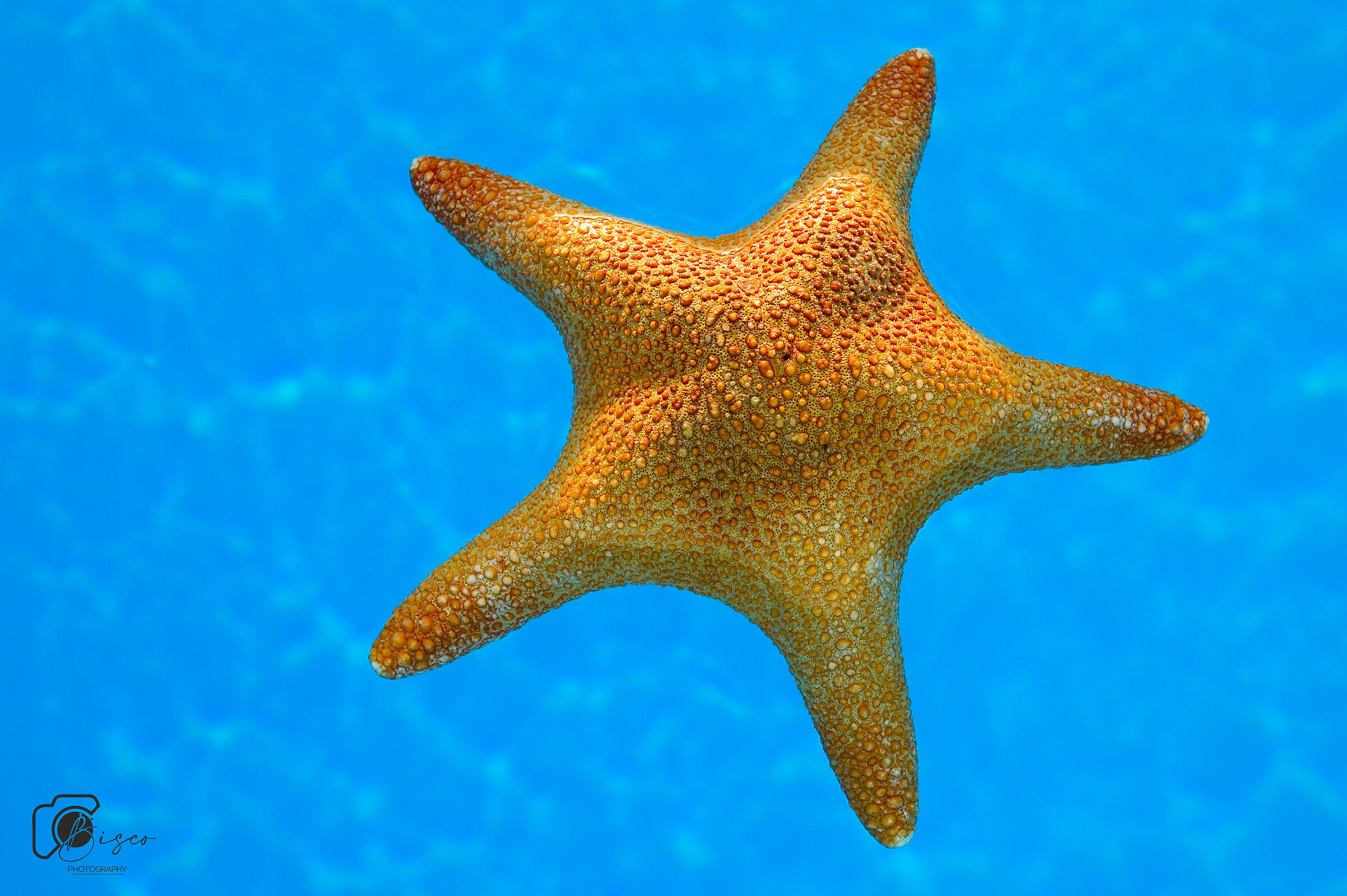 Starfish