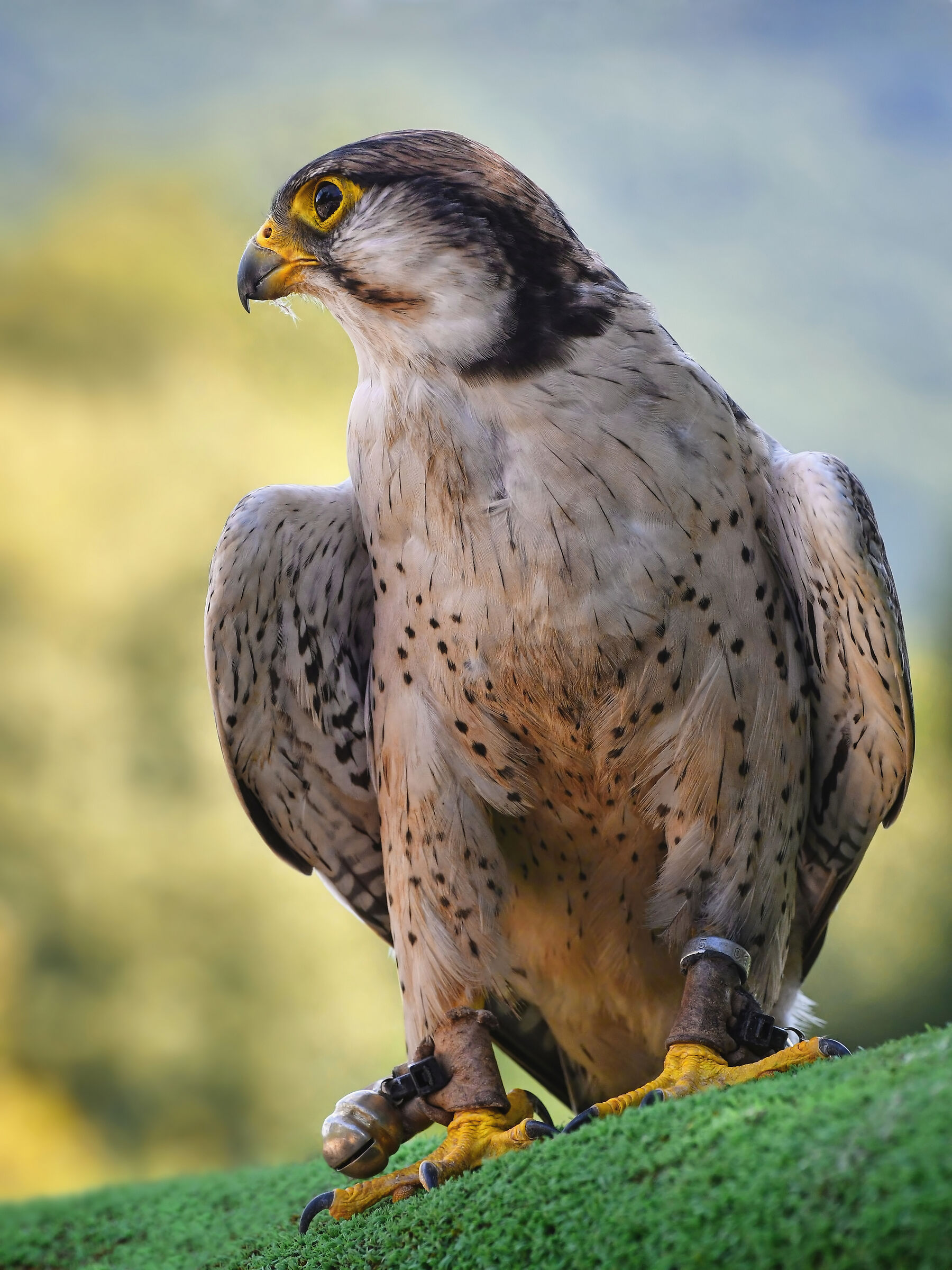 L'eleganza del pellegrino