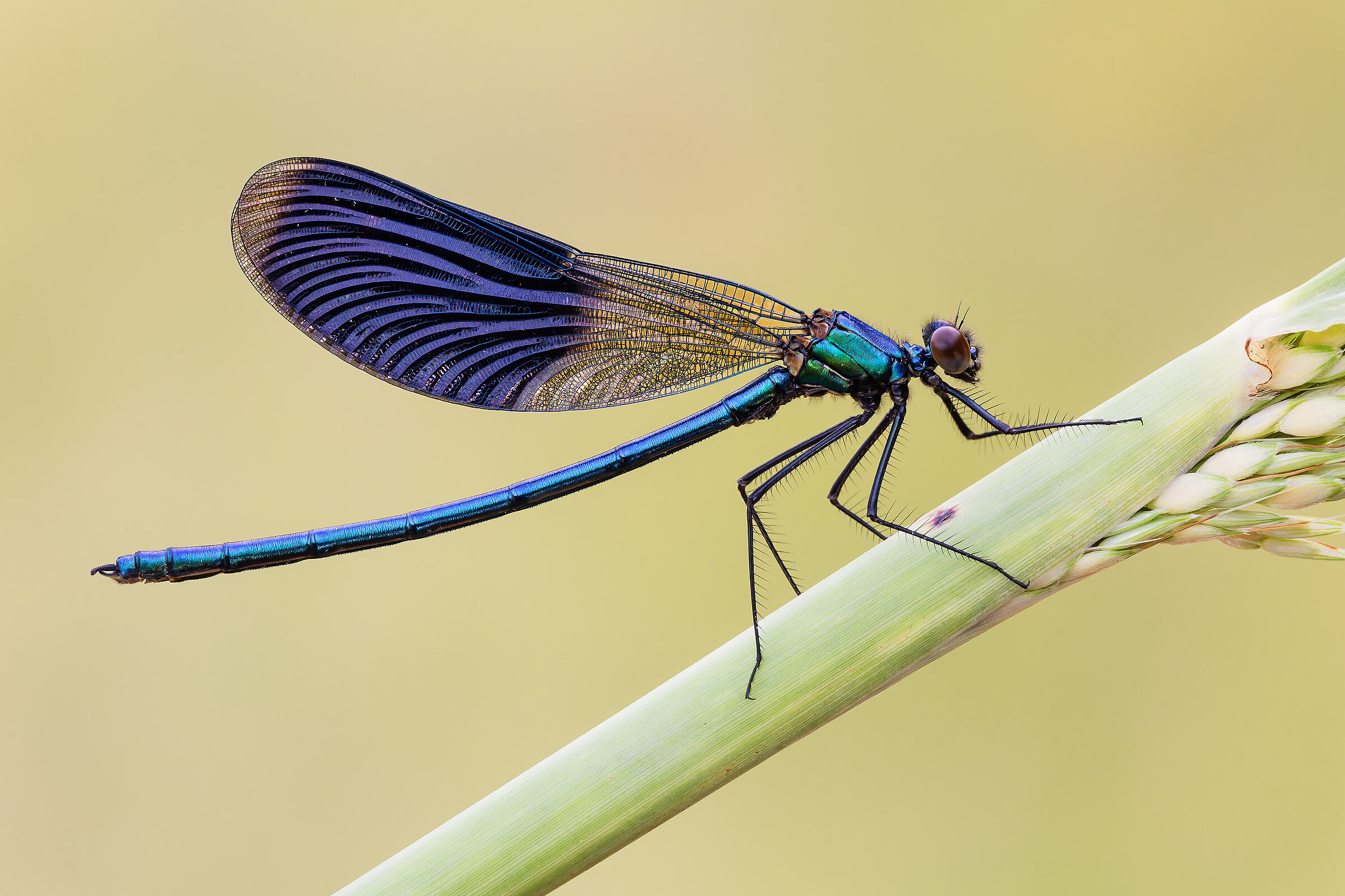Calopteryx splendens