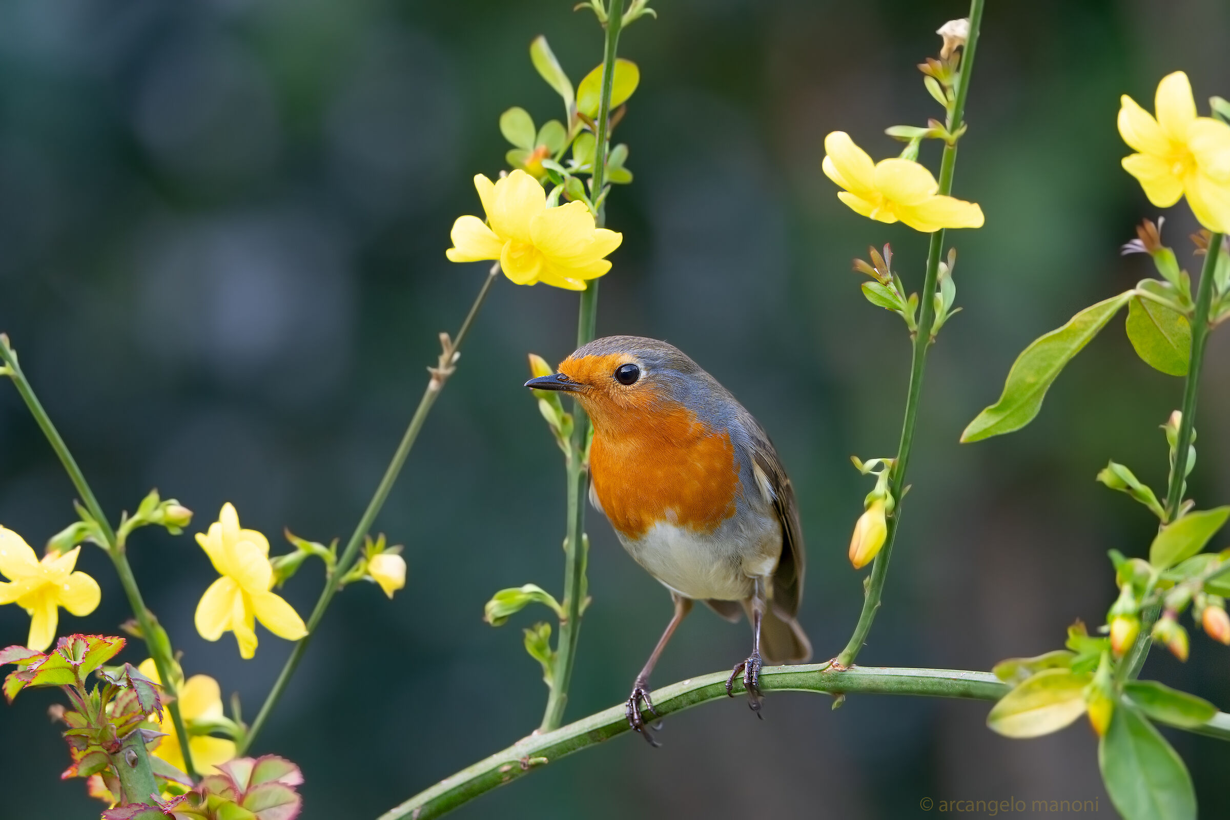 La primavera su Robin