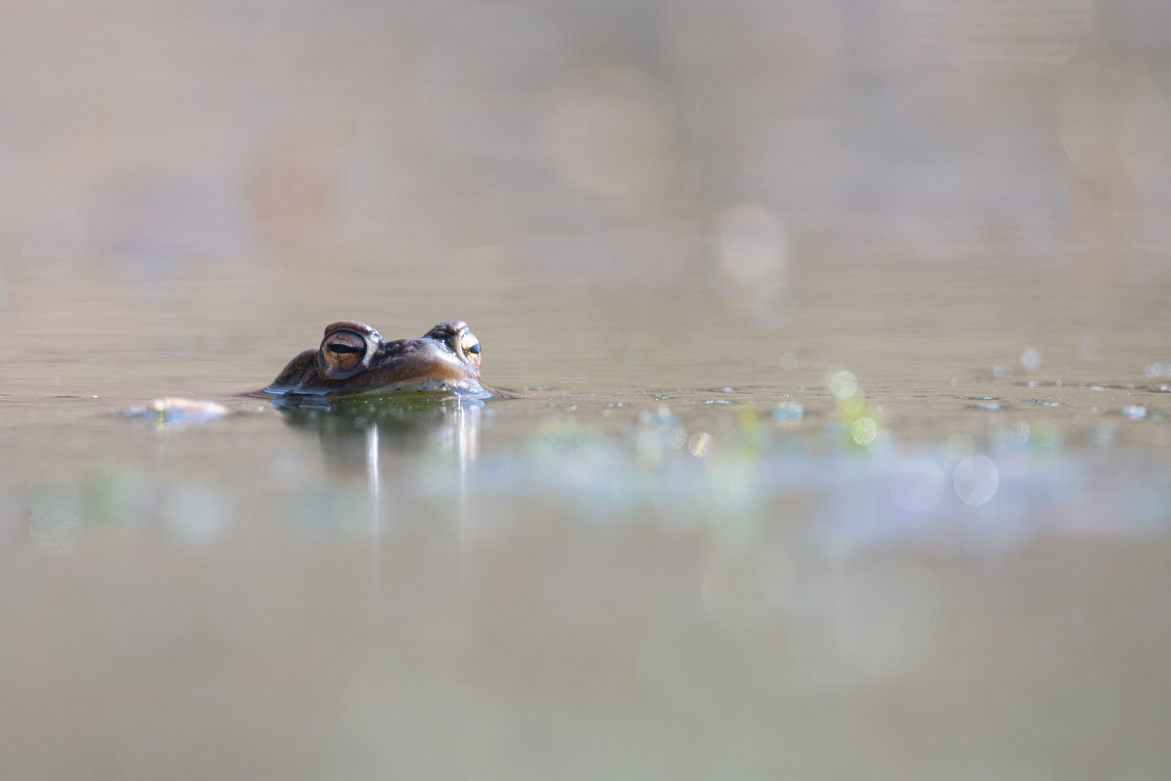 Bufo bufo