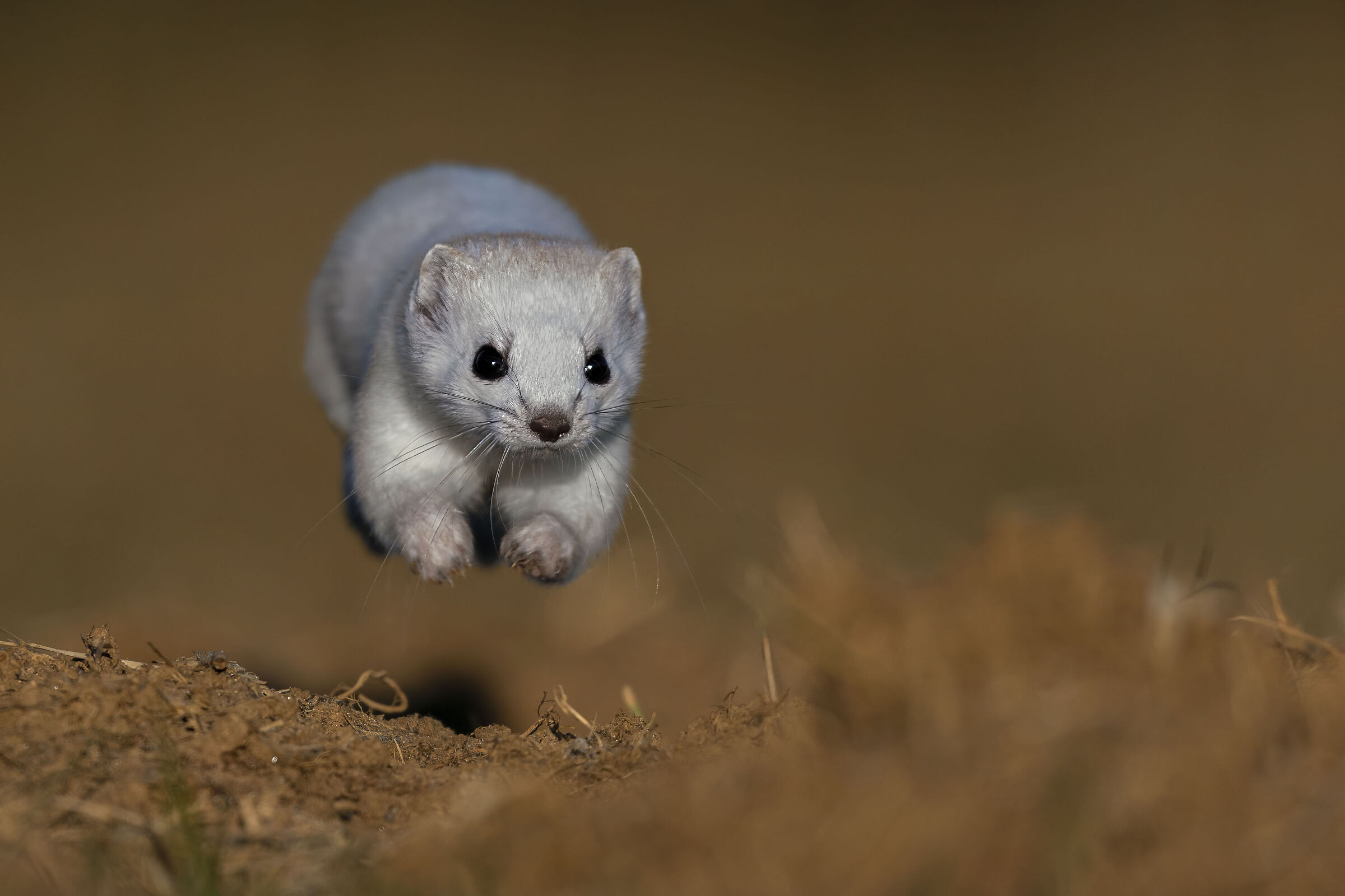 running ermine