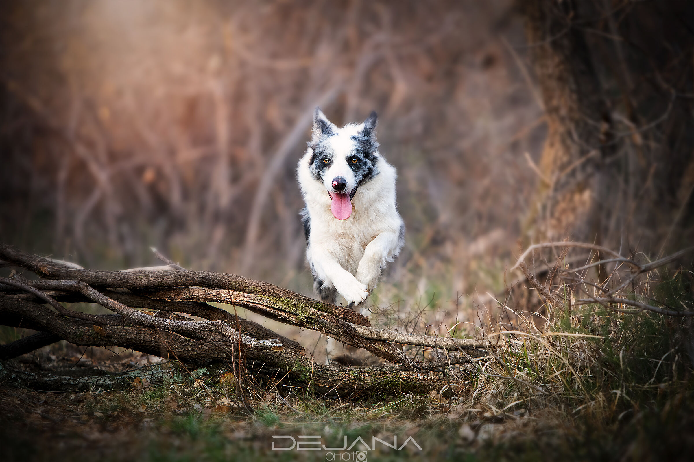 Flyin' Vaja