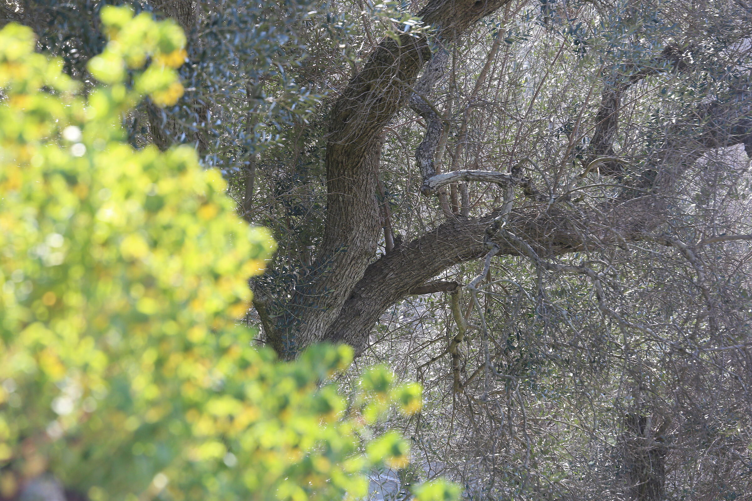 A 200 / Canon 6D- DO 70-300 IS USM