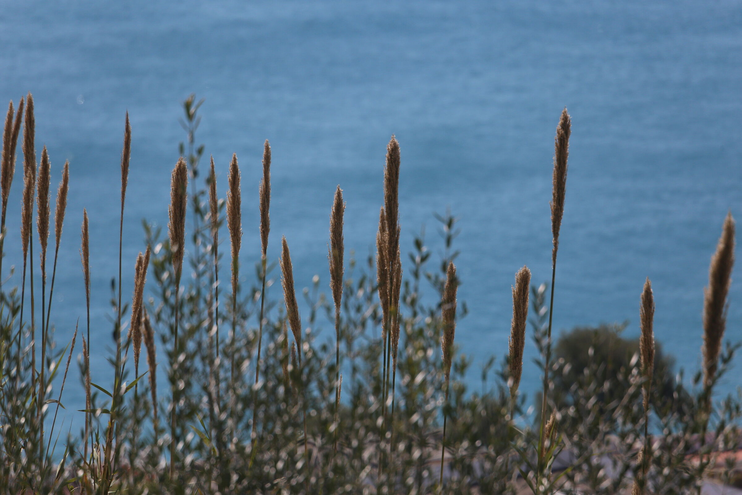 A 300 / Canon 6D- DO 70-300 IS USM