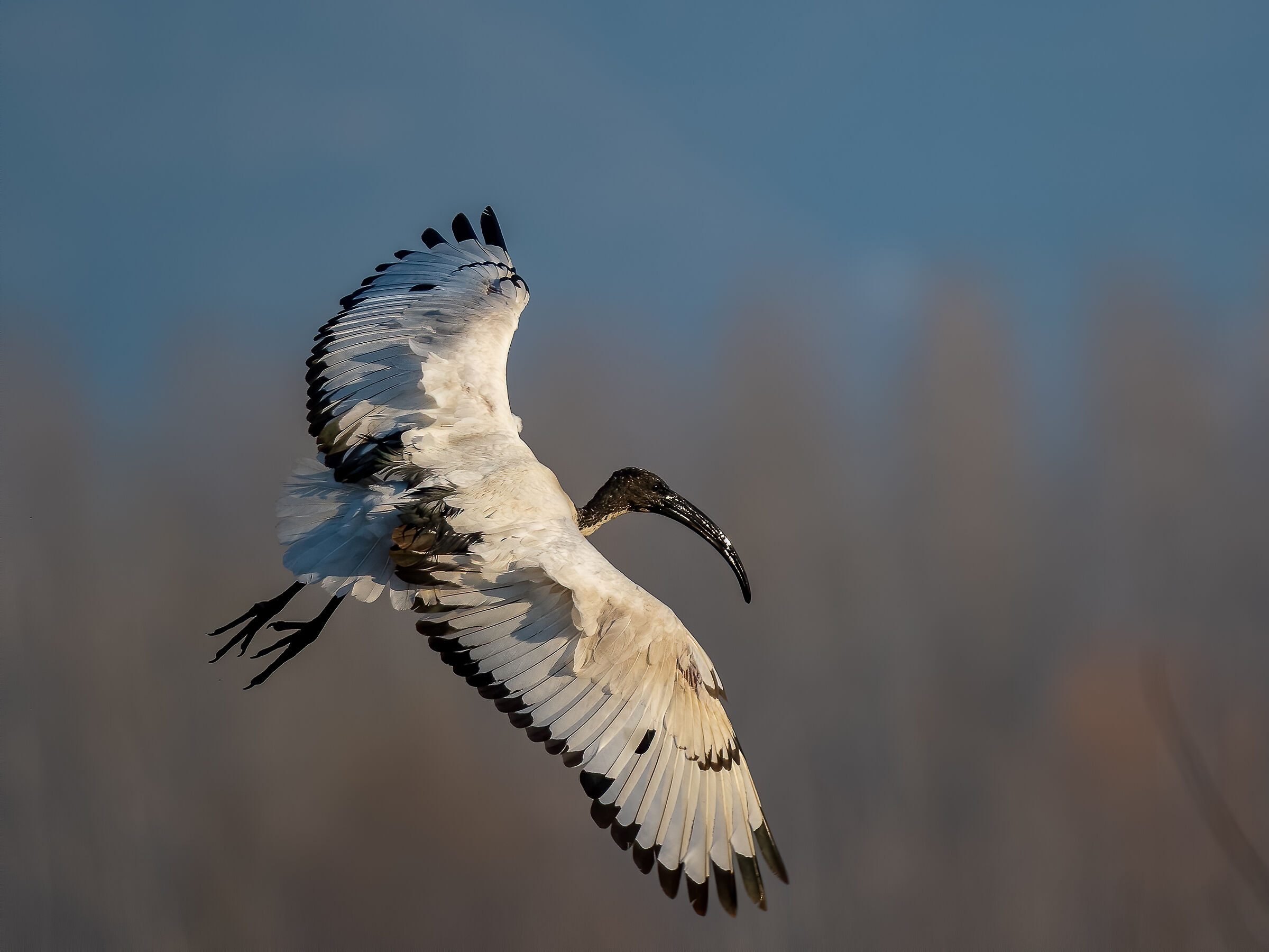 Sacred ibis