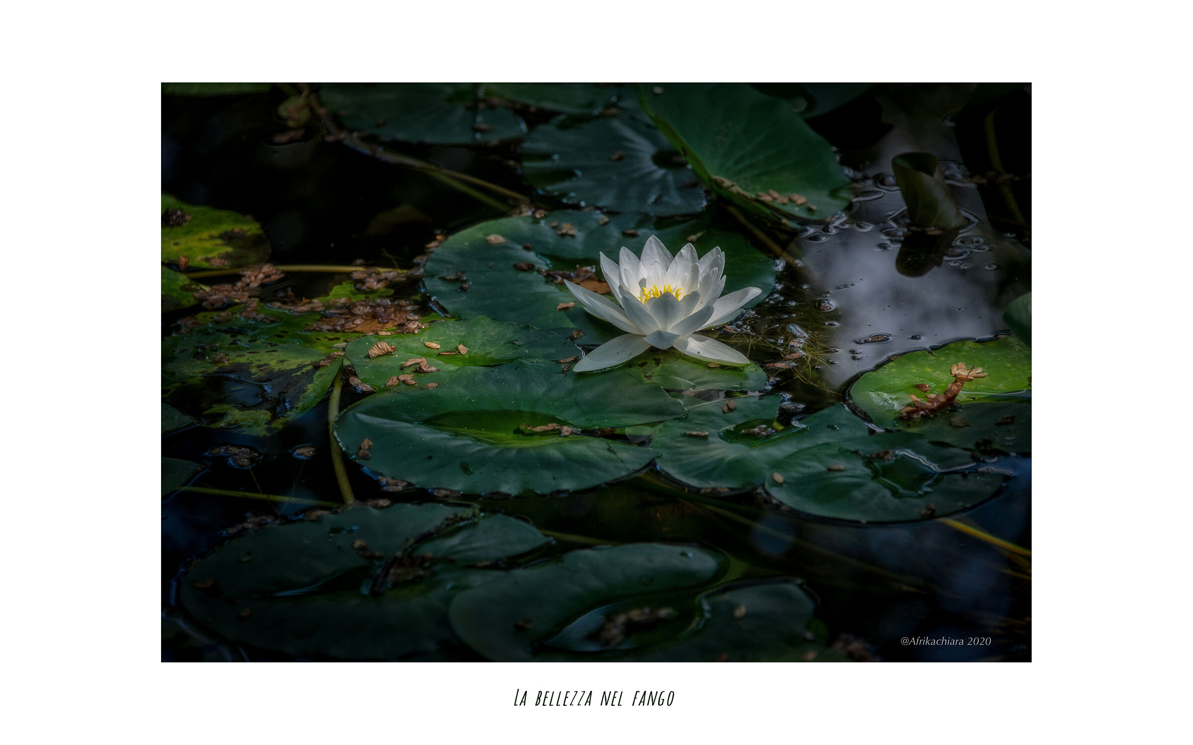 La bellezza nel fango...
