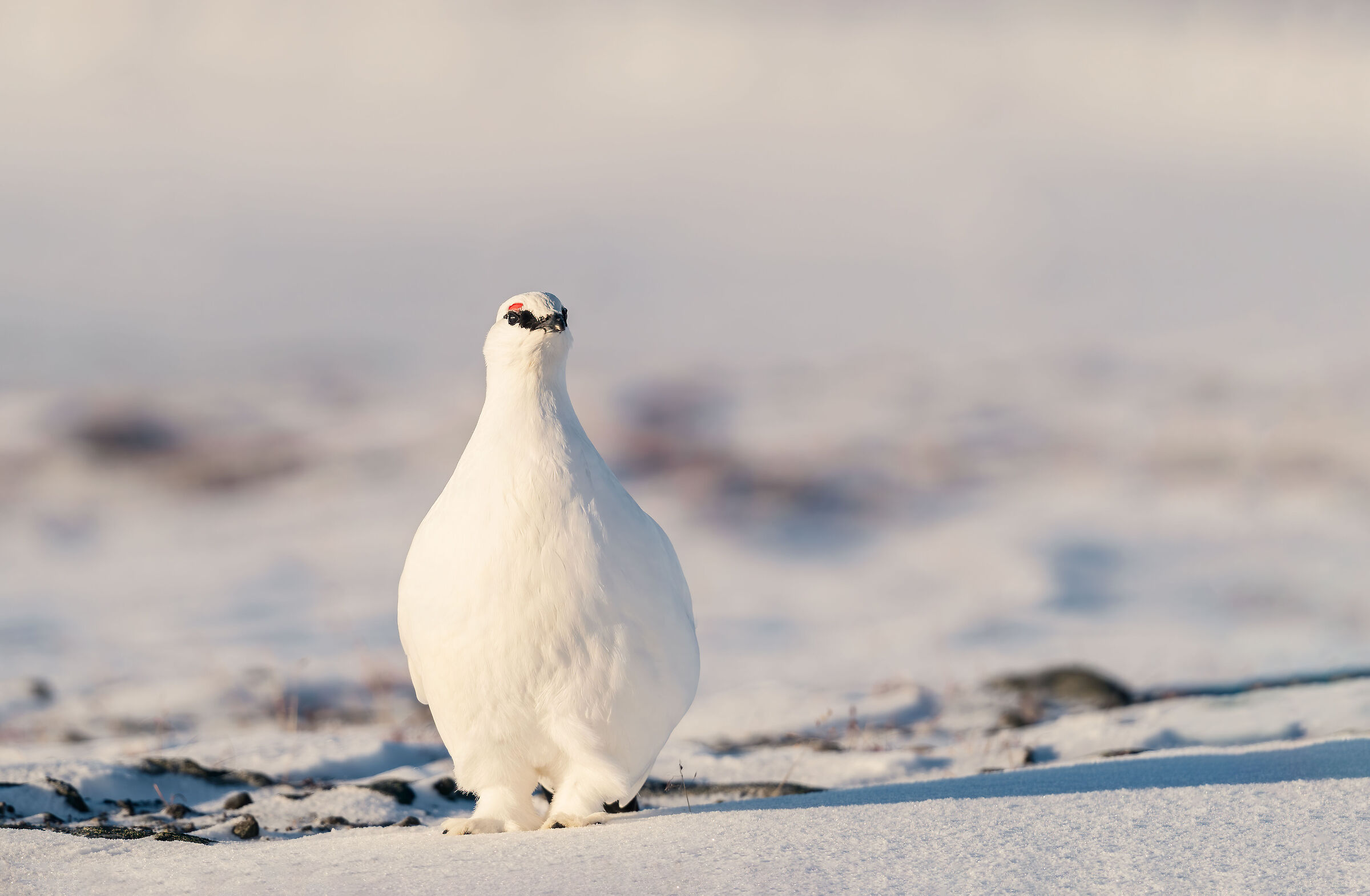 Rock Ptarmigan