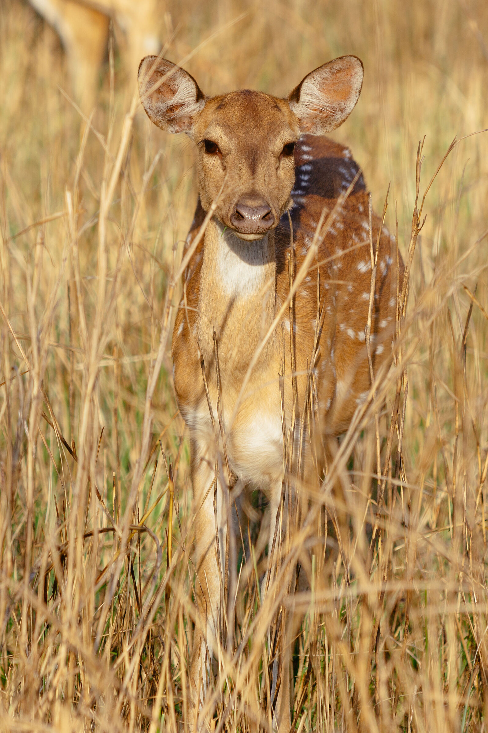 A spotted deer or Chital in Jim Corbett national park