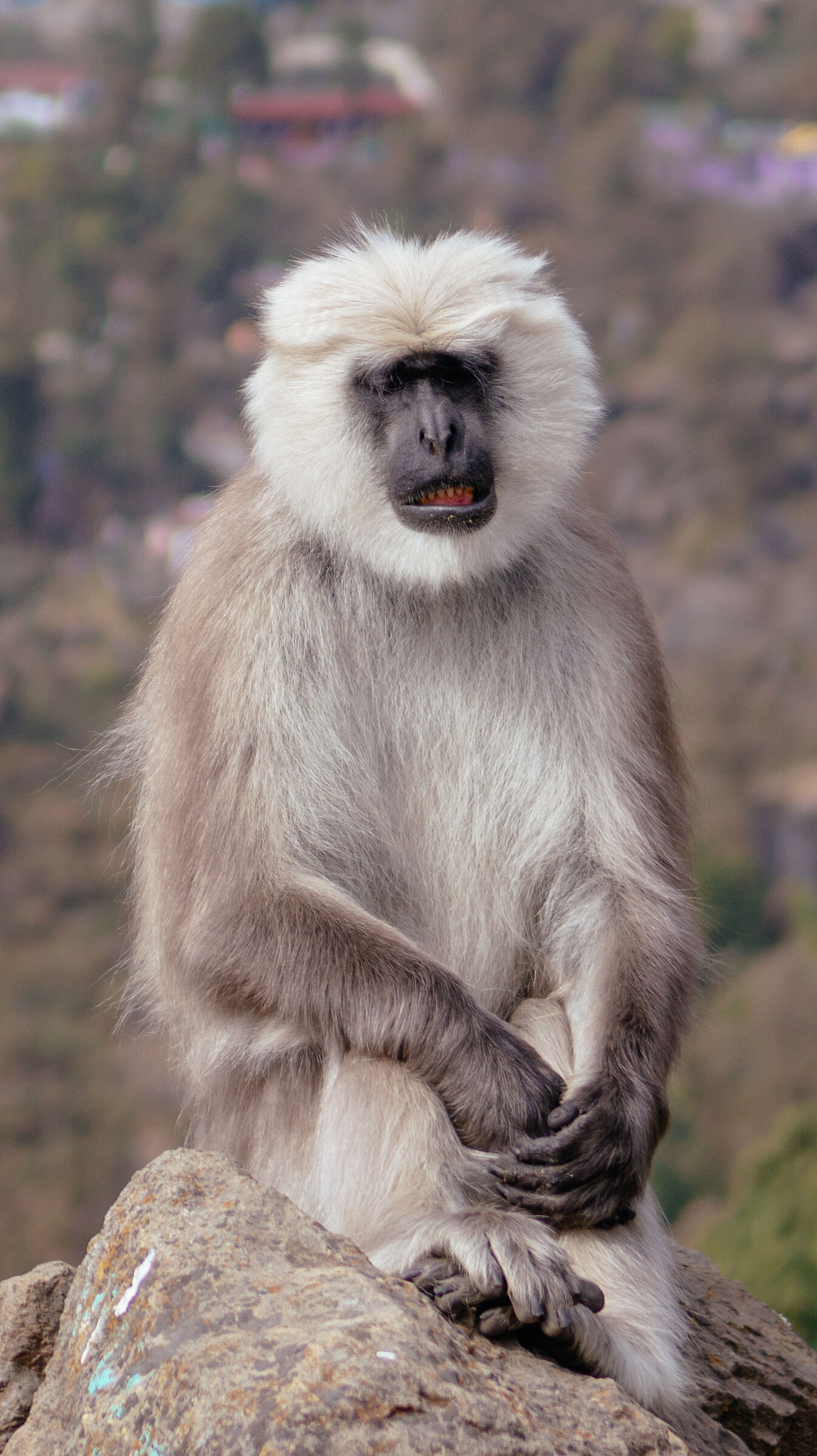 A gray langur sitting on a rock