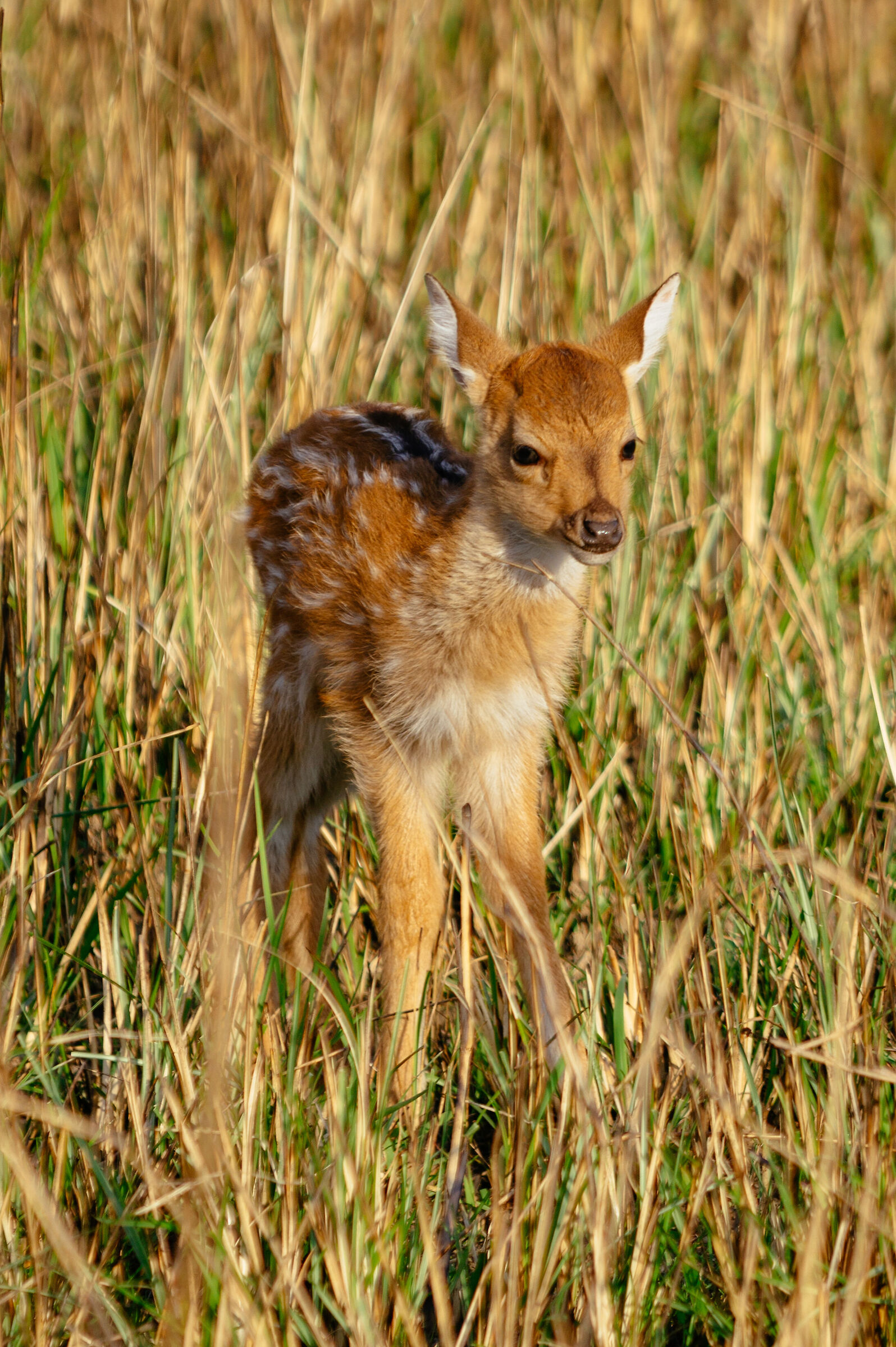 A spotted deer fawn standing inside Jim Corbett