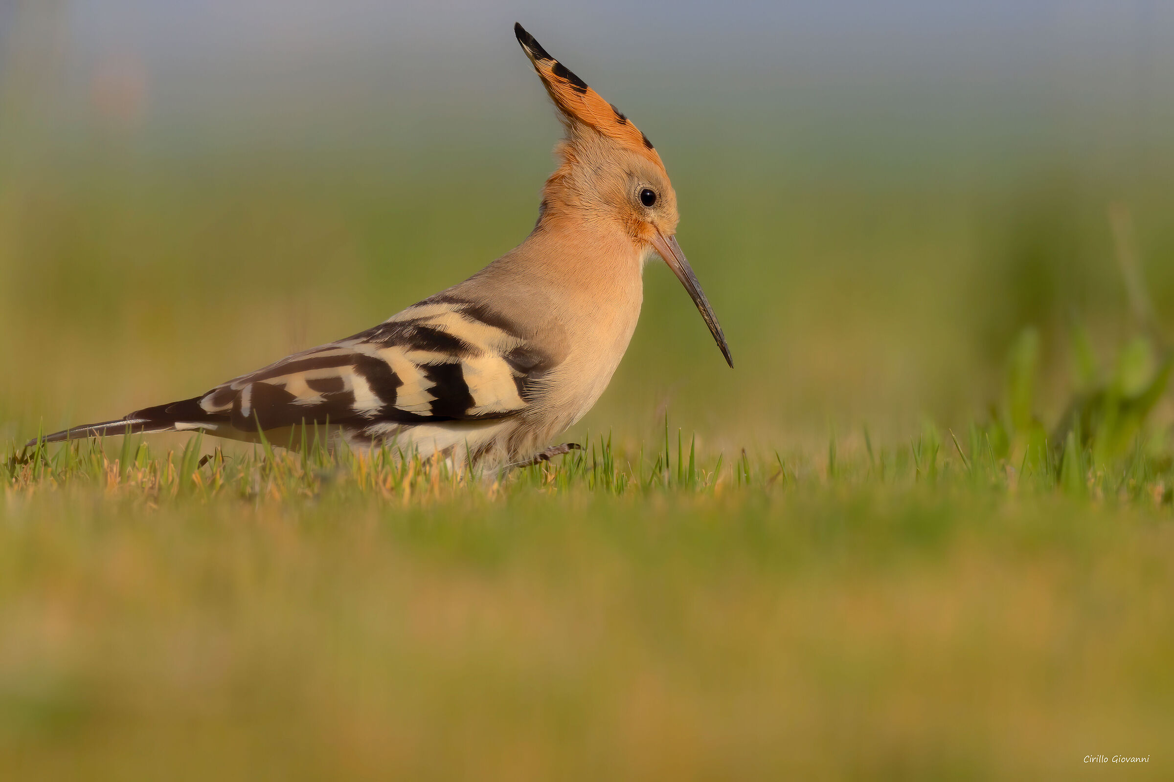 HOOPOE