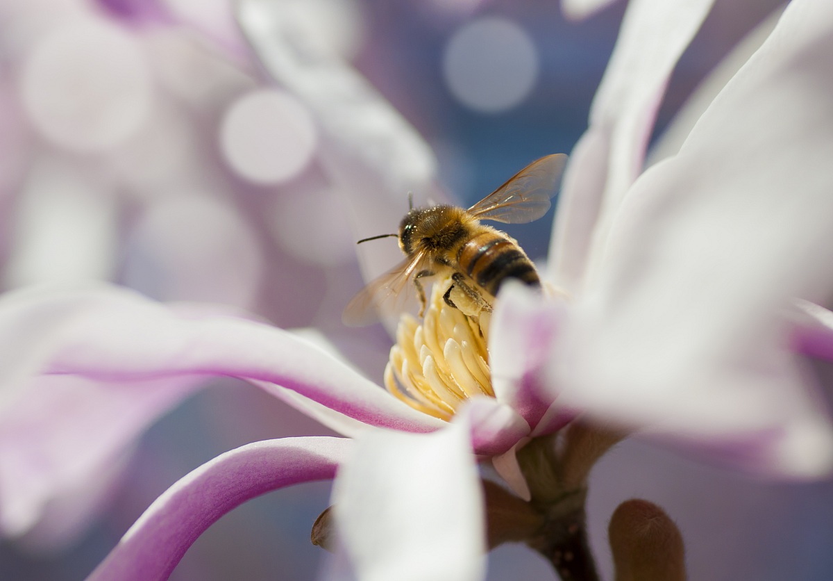 first loads of pollen