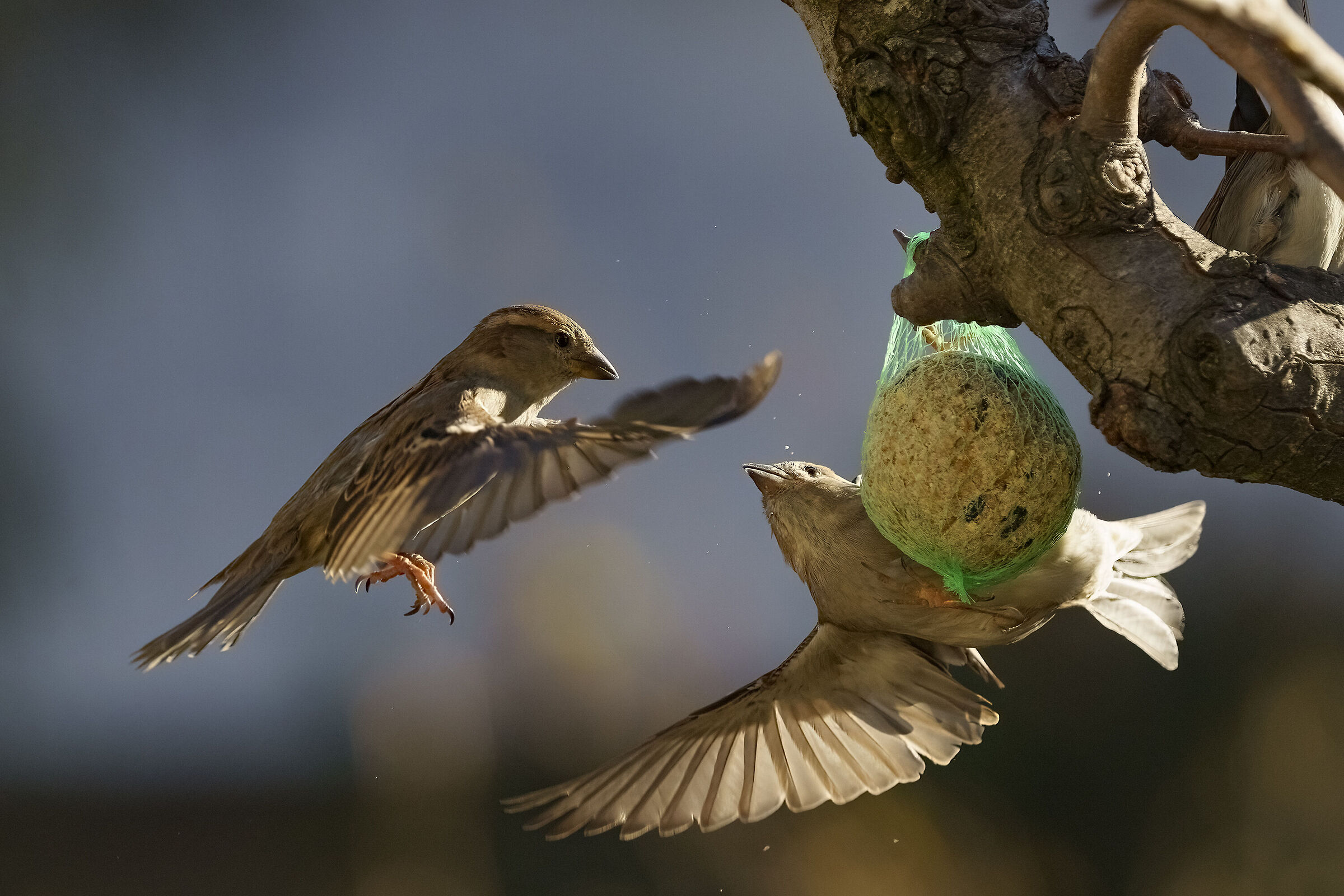 Bickering in flight