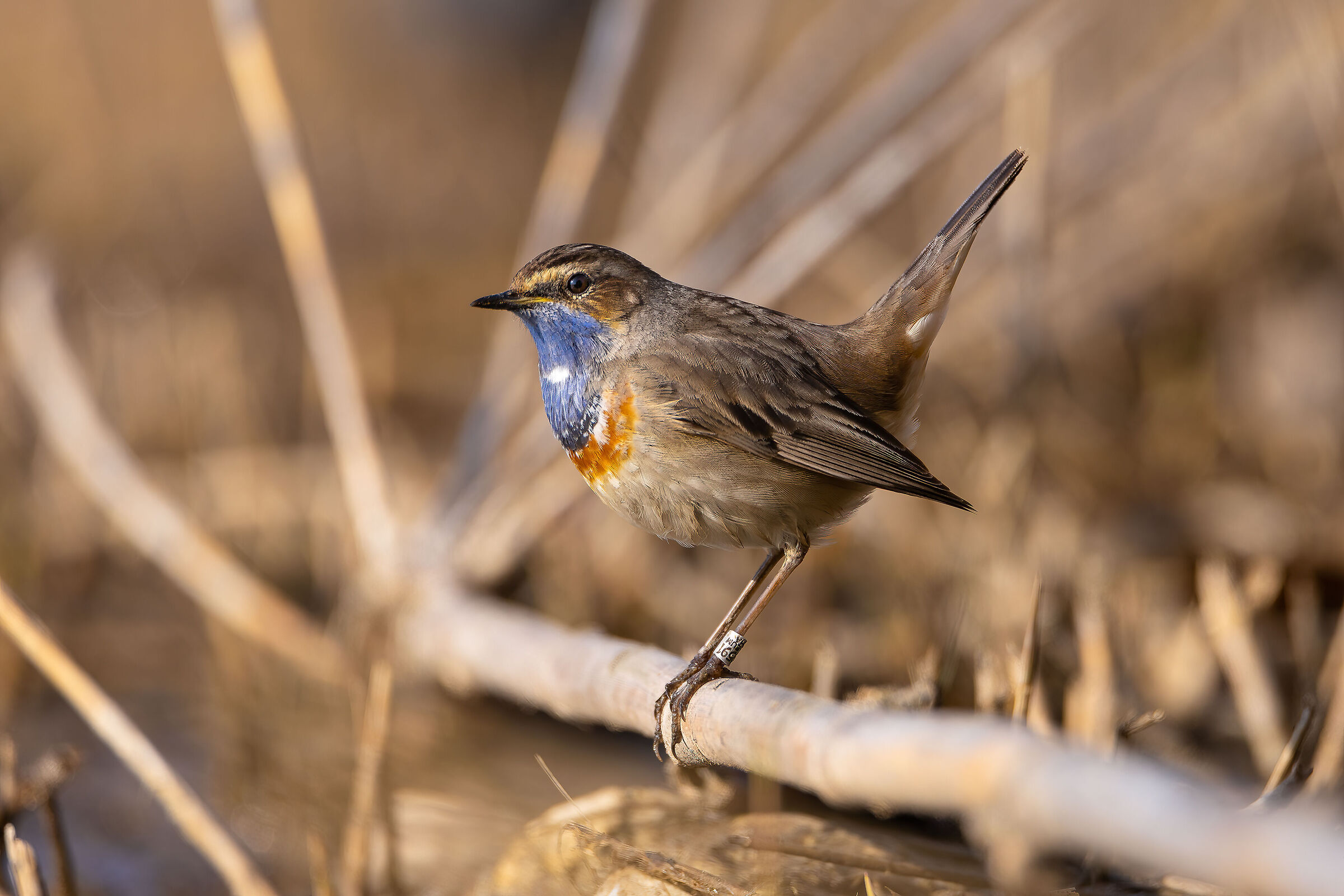 Bluethroat