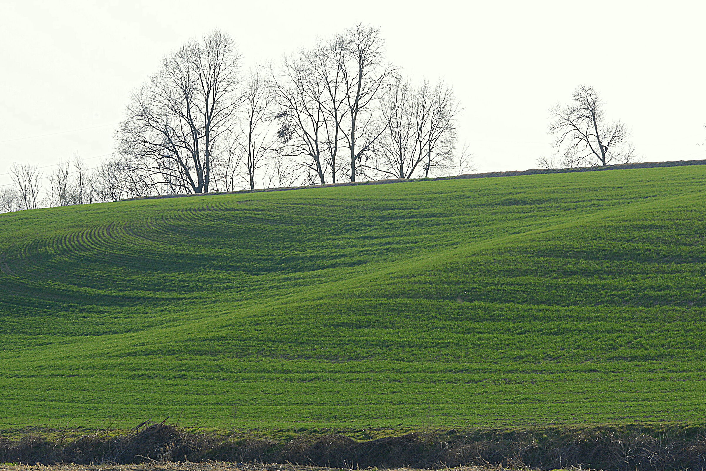Piccolo diversivo dalle risaie