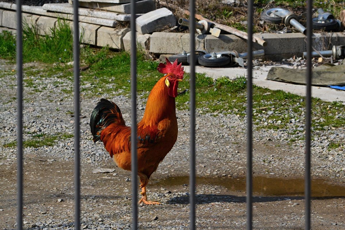 Il gallo nel recinto