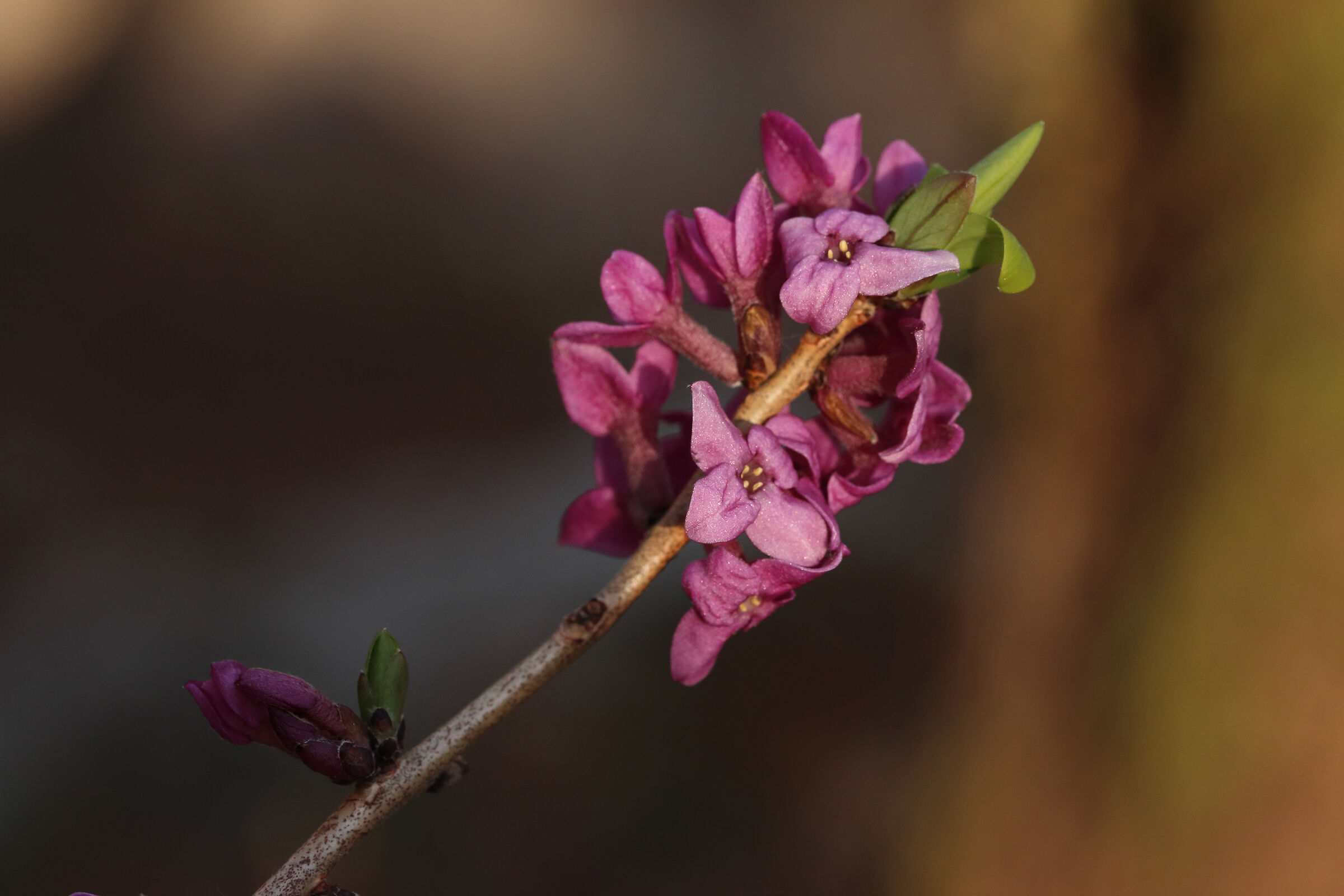 il fiore di stecco