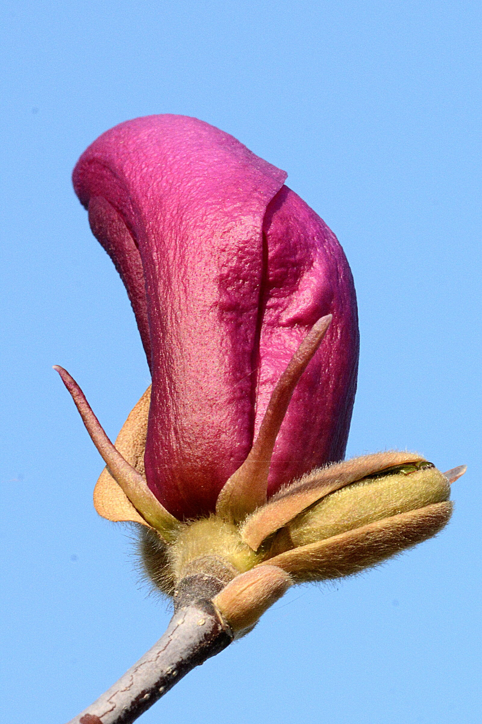 Magnolia