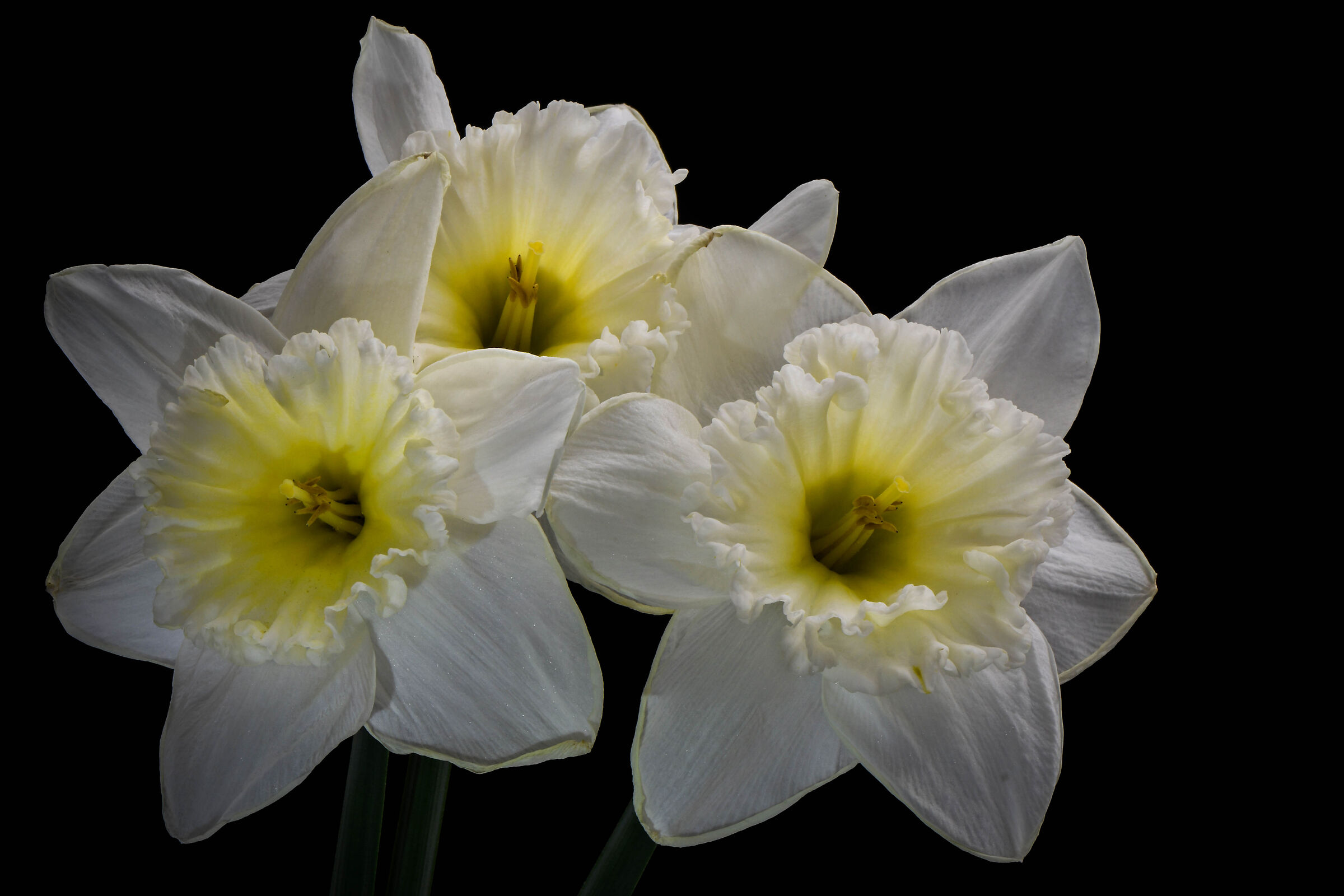 Tris of mature Daffodils.