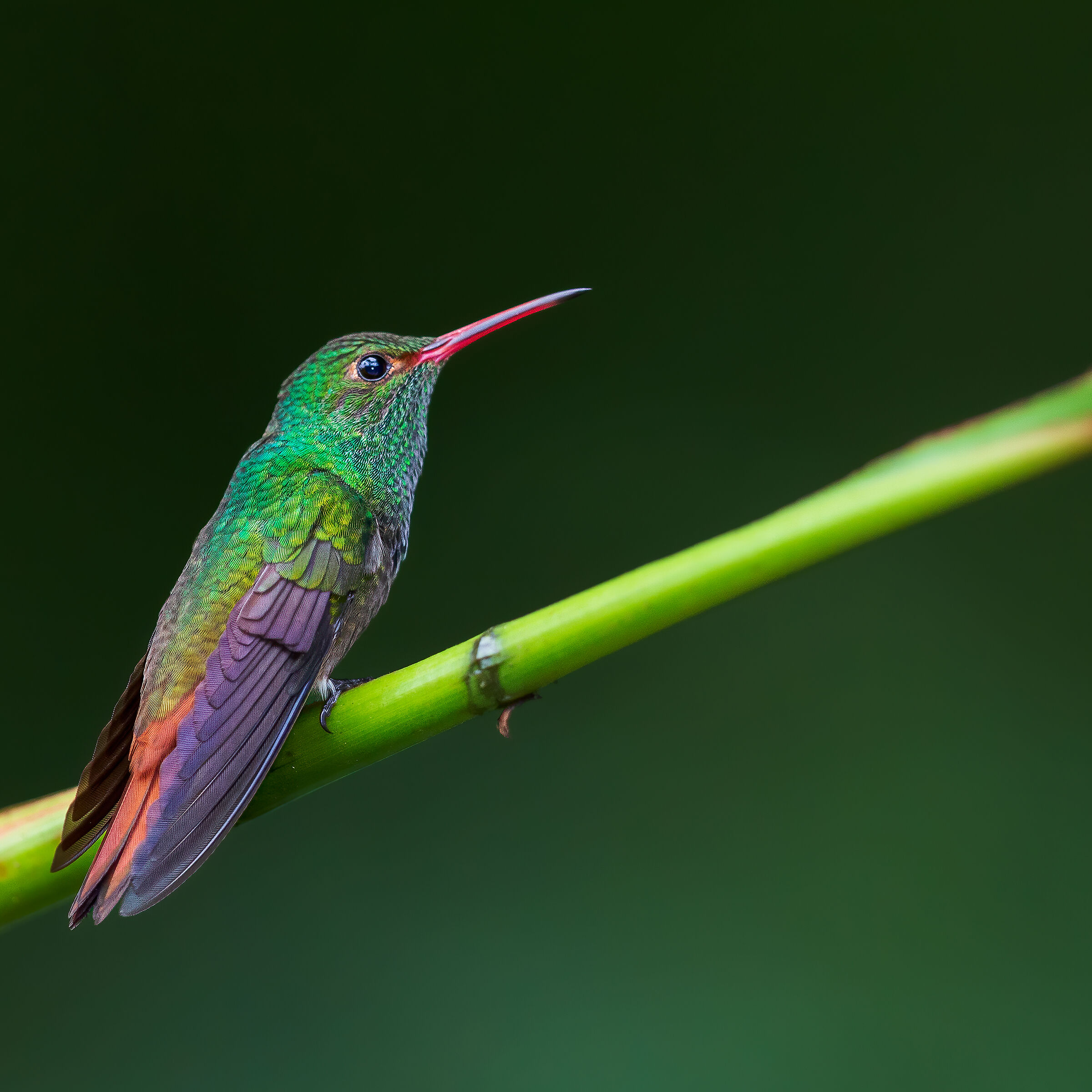 Amazilia codarossiccia (Amazilia tzacatl)