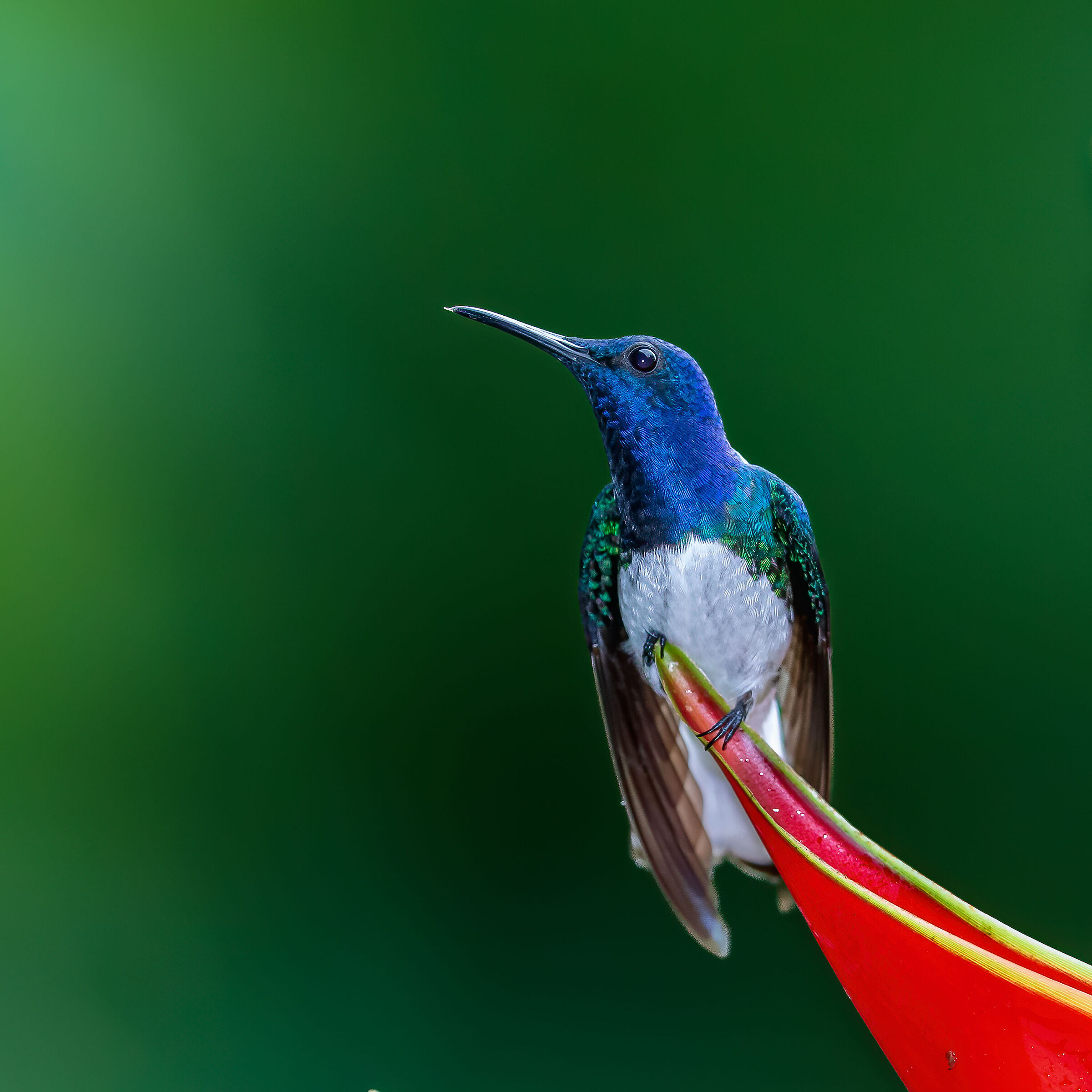 White necked jacobin (Florisuga mellivora)