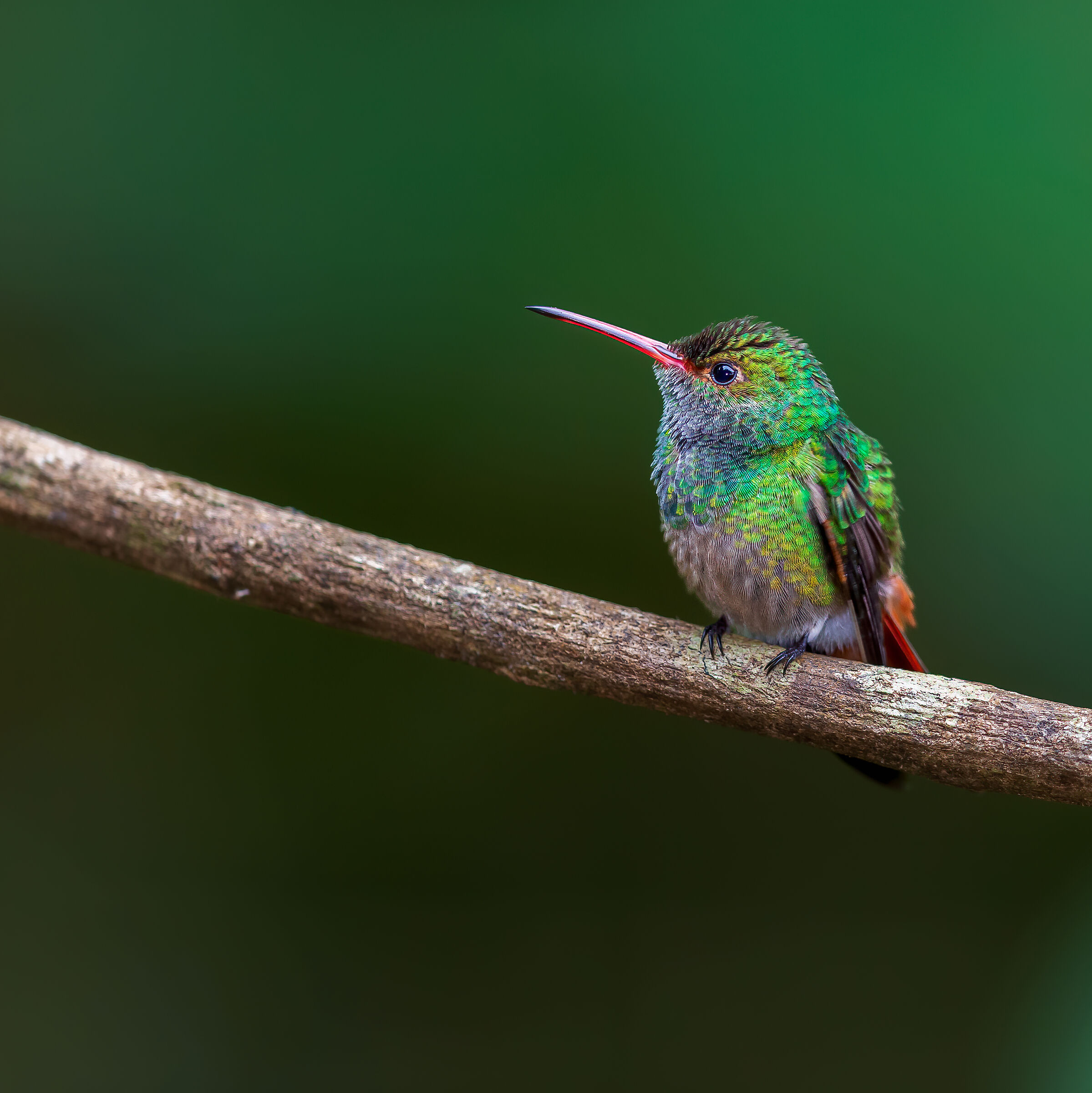 Rufous-tailed hummingbird (Amazilia tzacatl)