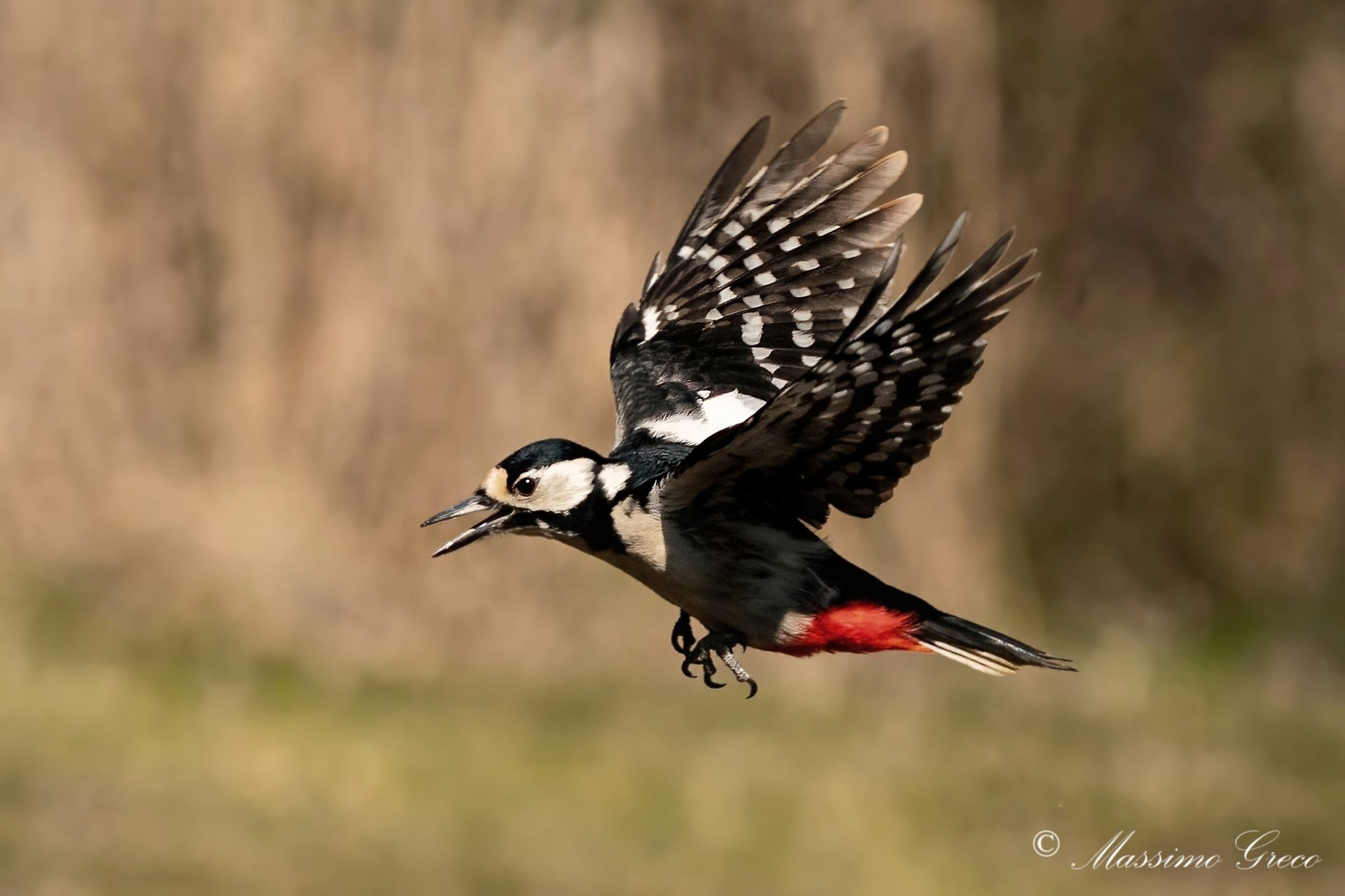 Greater Red Woodpecker (Dendrocopos major) - female