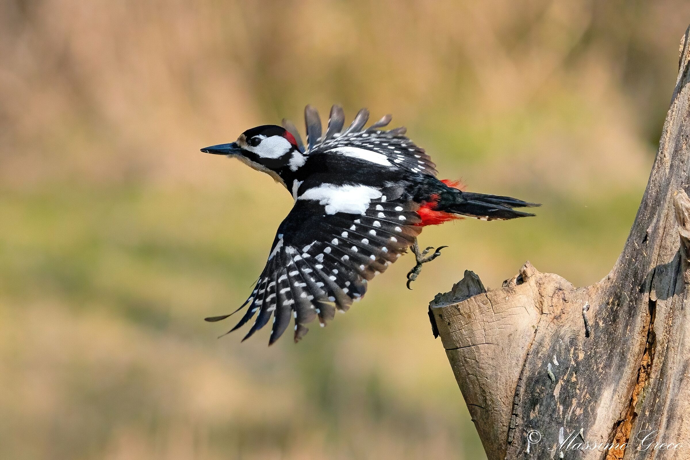 Greater Red Woodpecker (Dendrocopos major) - male