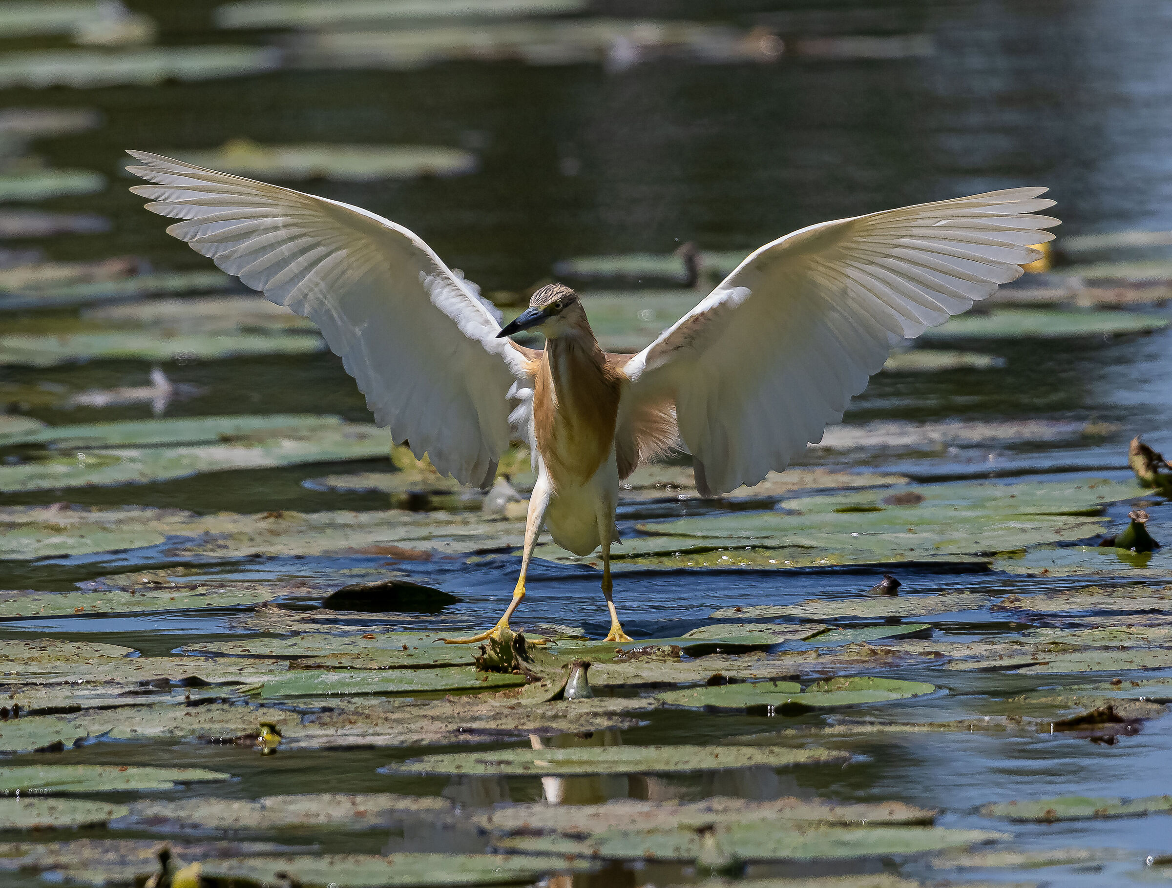 Squacco heron