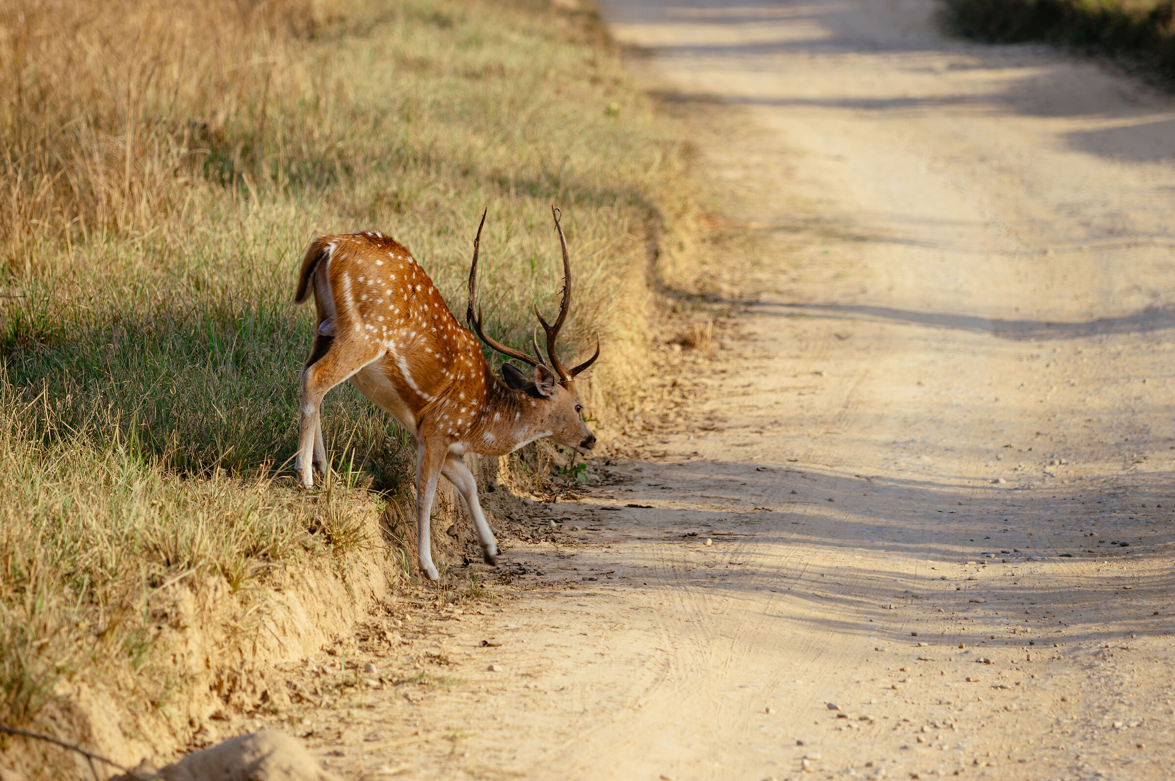 A spotted deer crossing a road inside Jim Corbett 1/3
