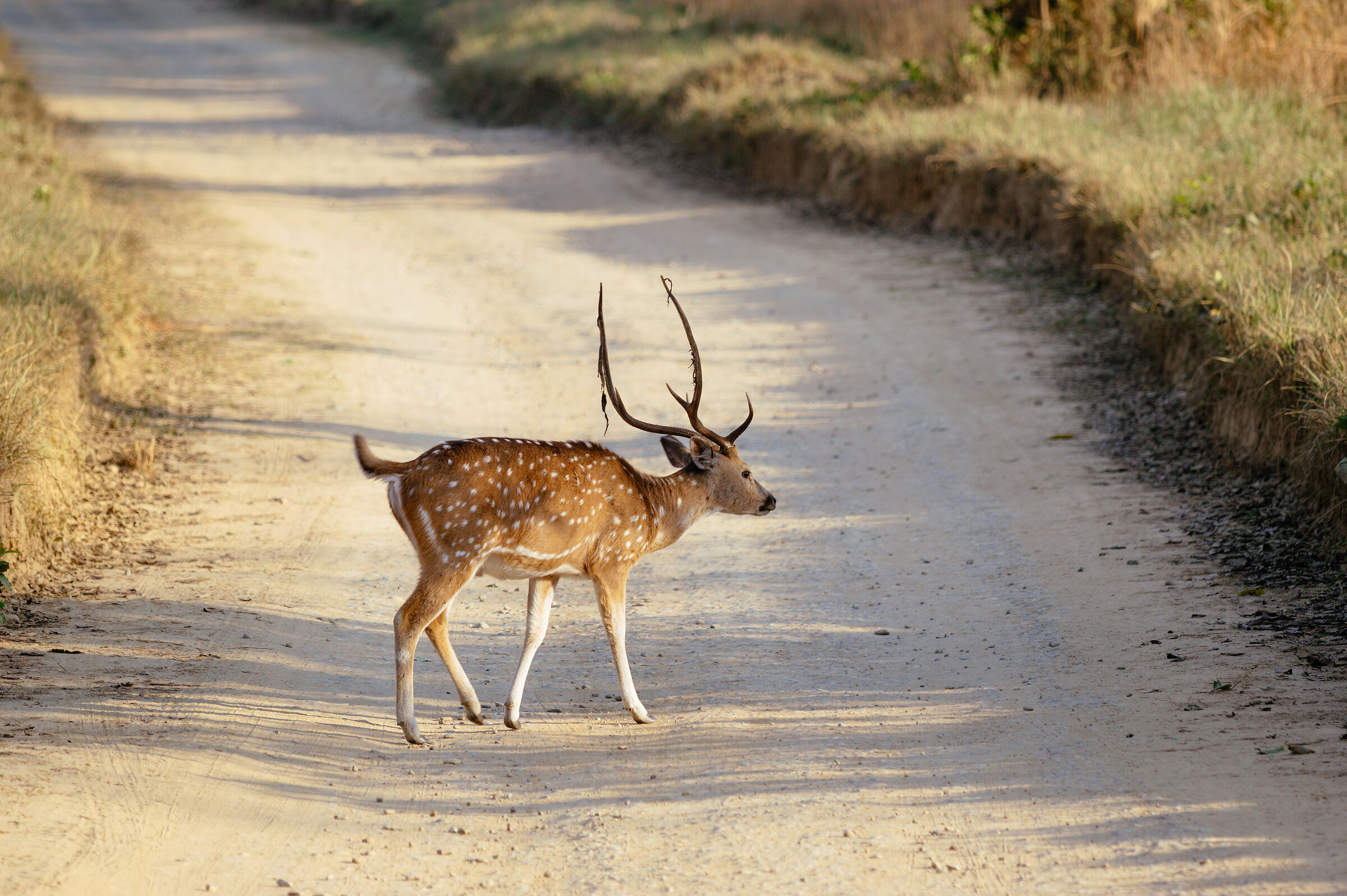 A spotted deer crossing a road inside Jim Corbett 2/3