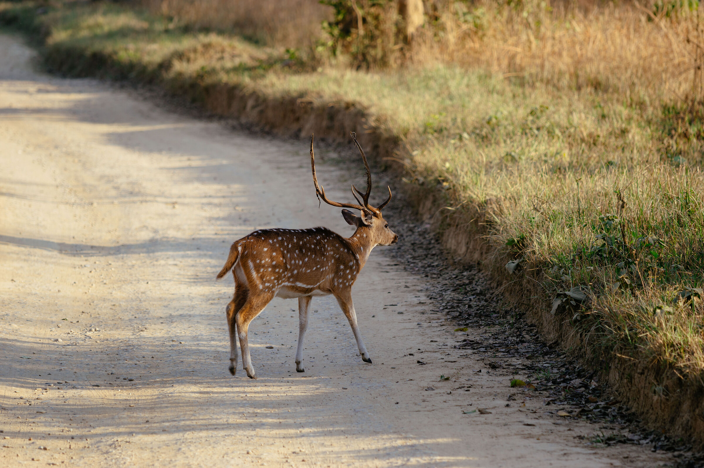 A spotted deer crossing a road inside Jim Corbett 3/3