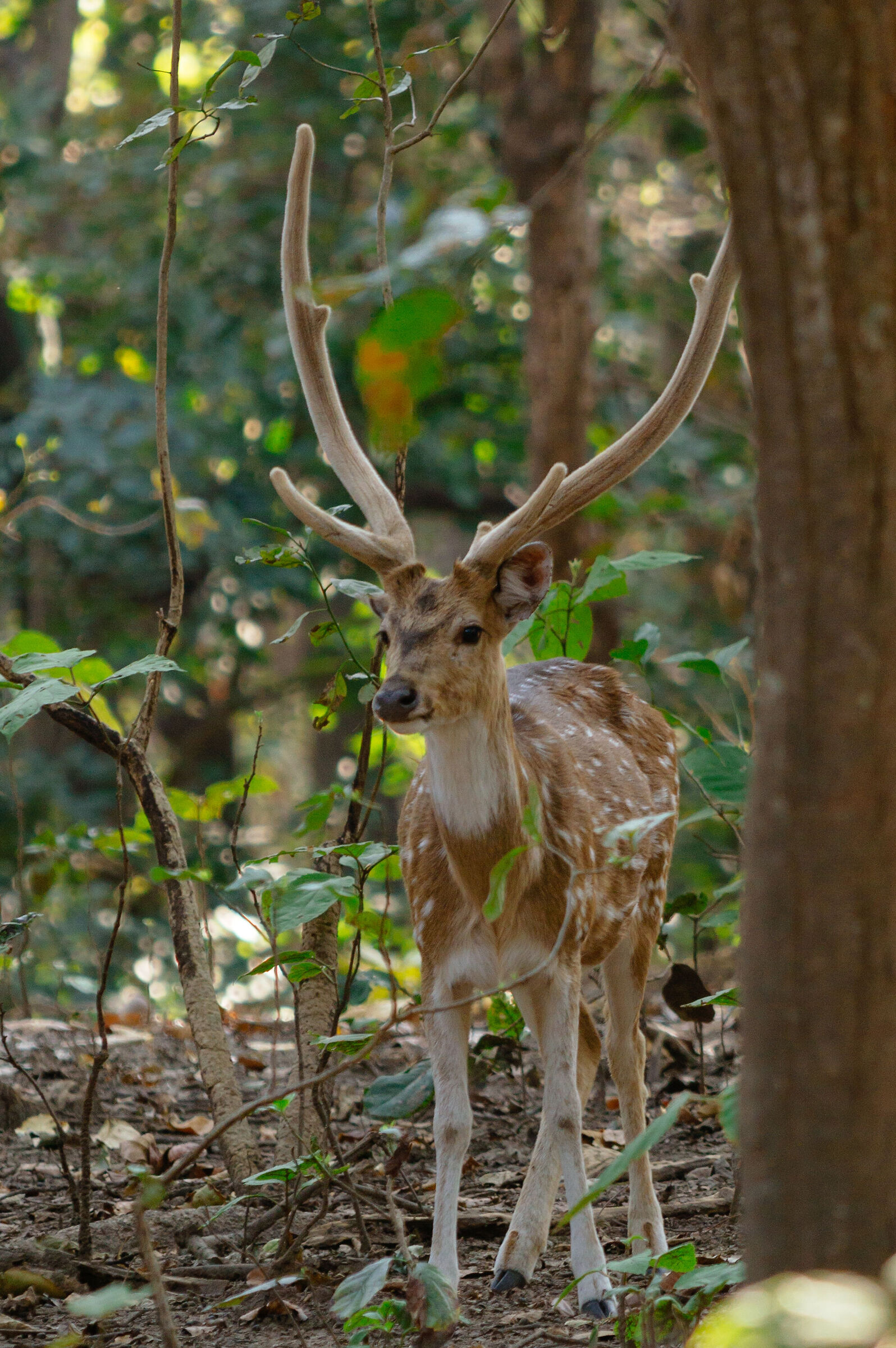 A spotted deer (Stag)