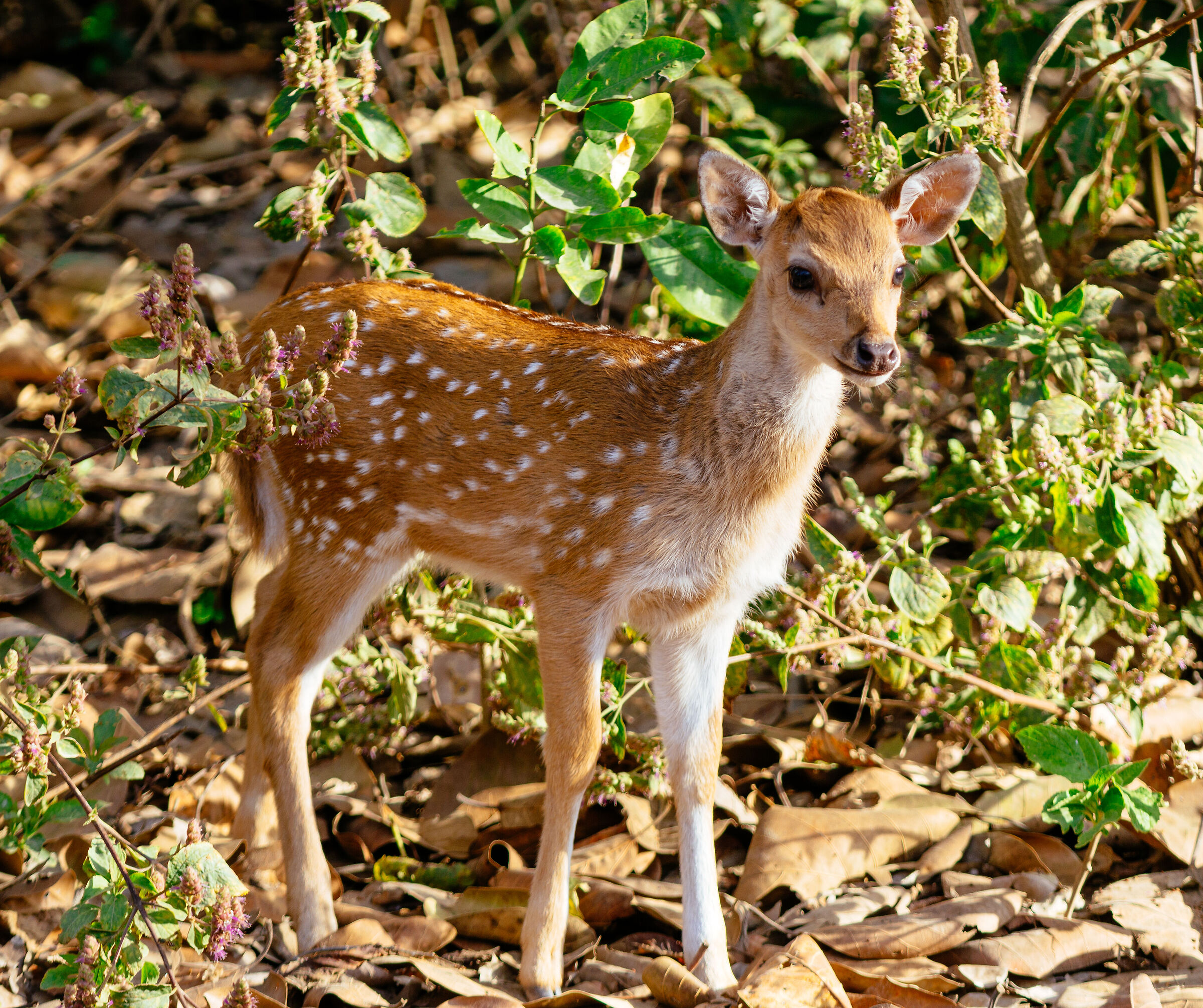 A spotted deer (fawn) in Jim Corbett national park